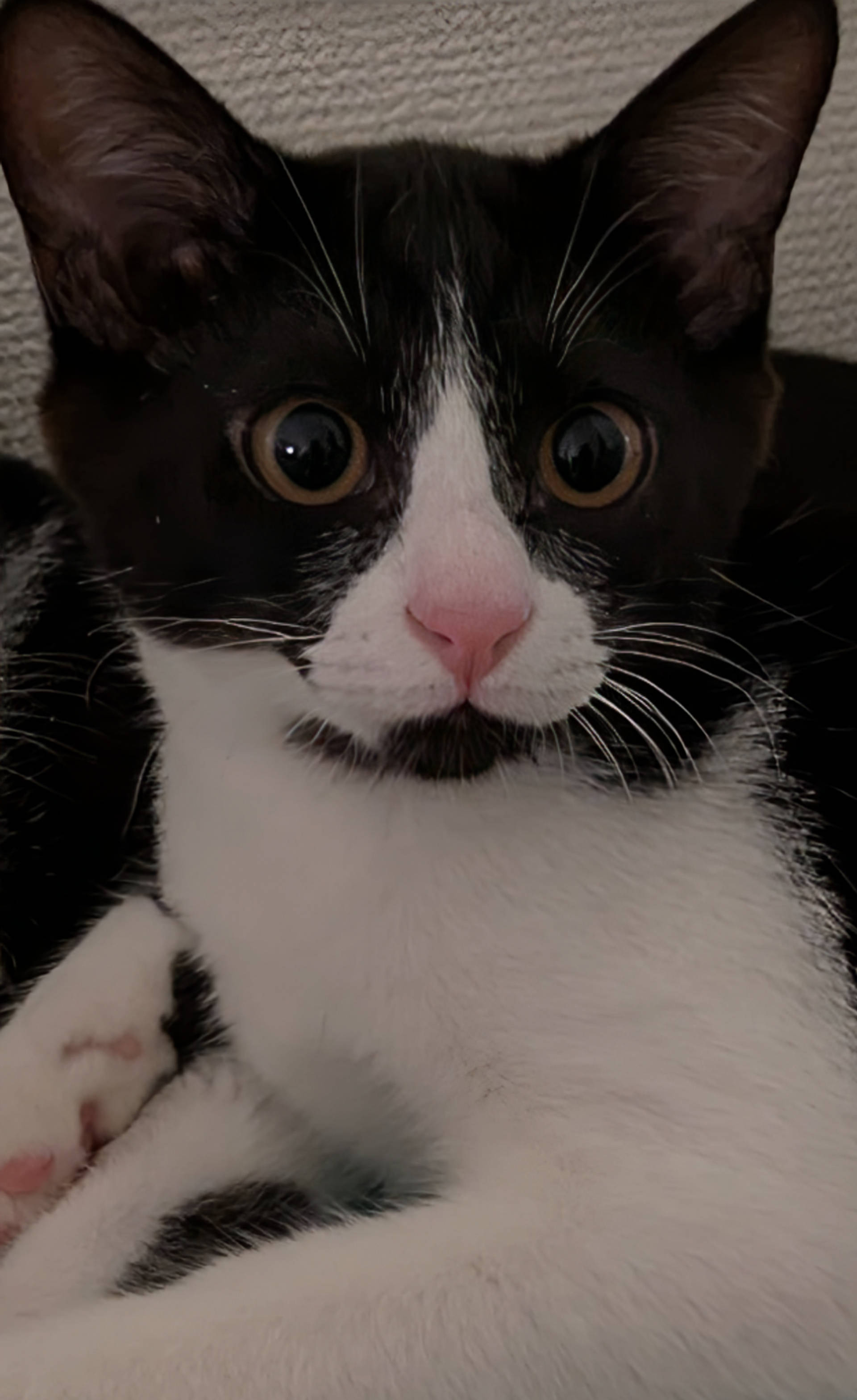 雑種（ミックス猫）・メスの里親募集の写真