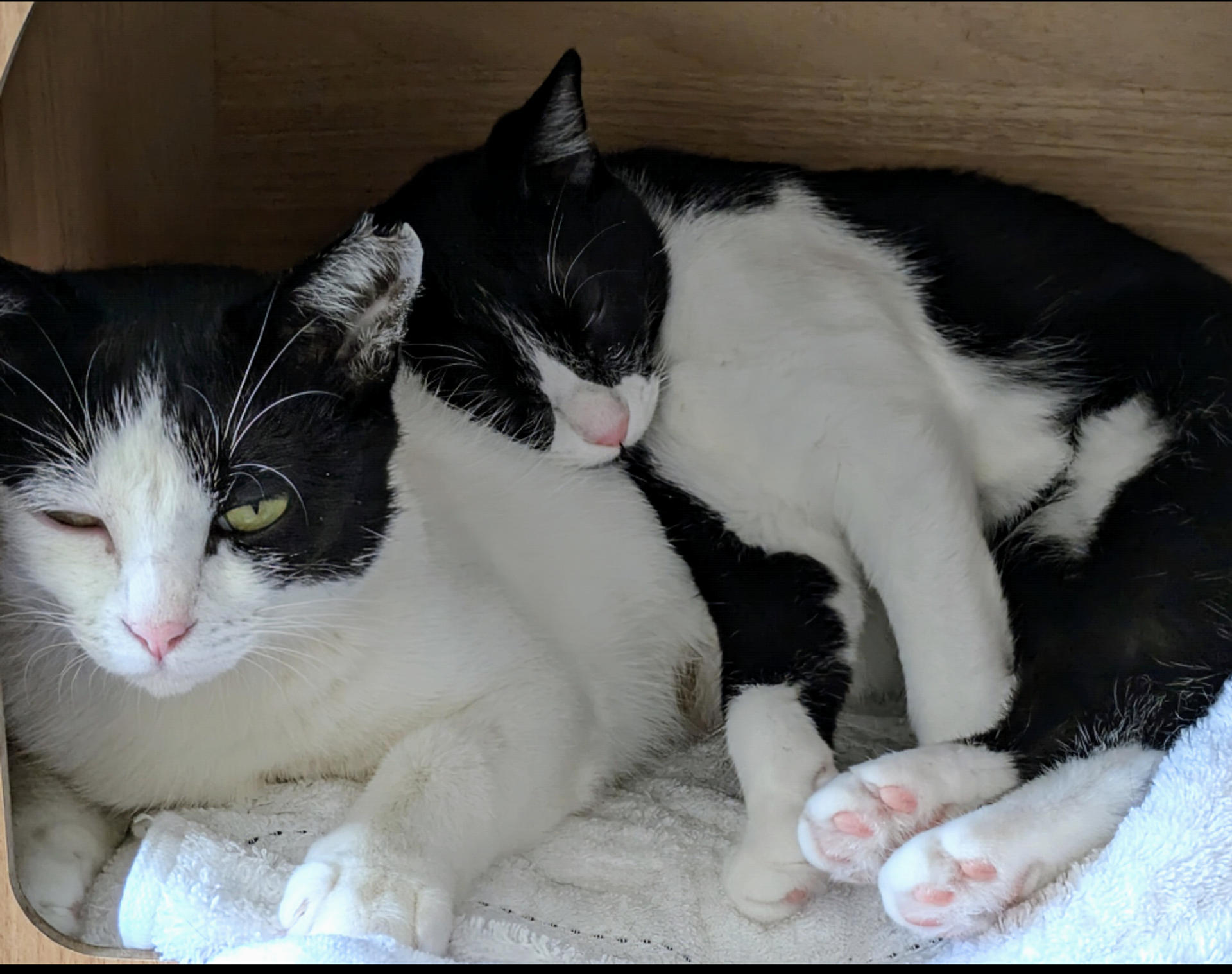pet-image-4