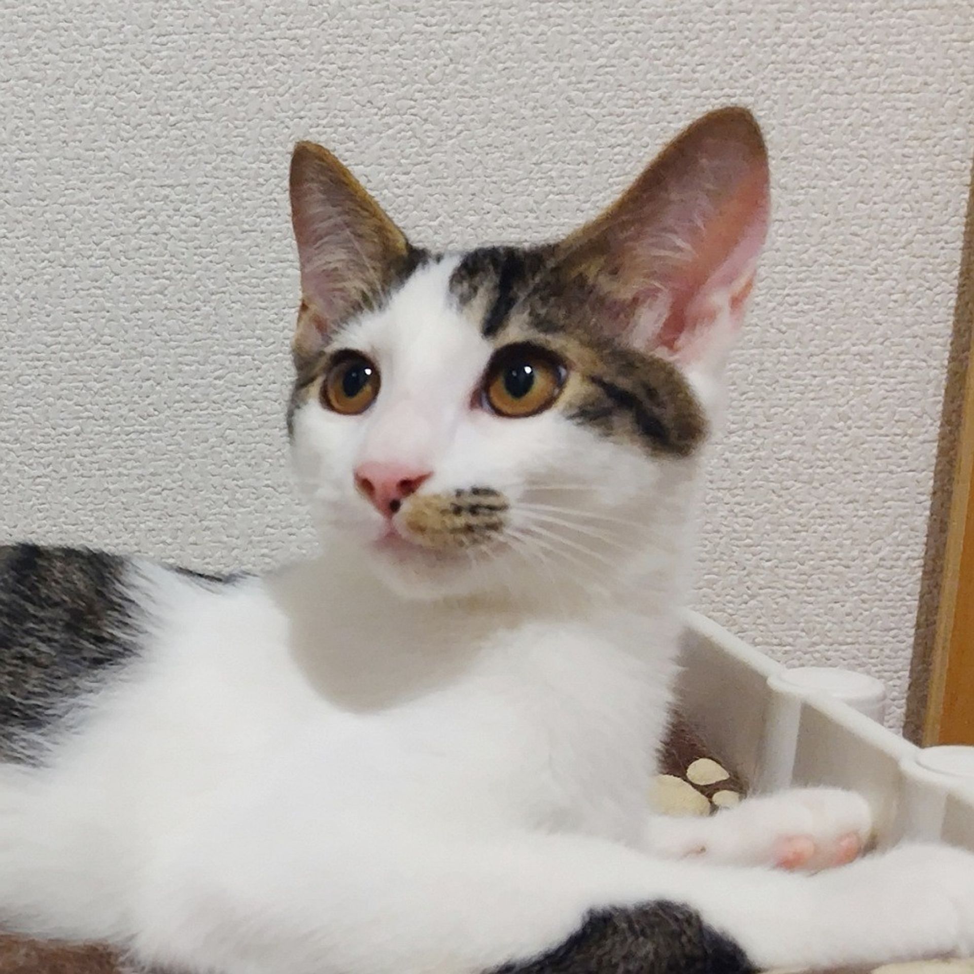 雑種（ミックス猫）・オスの里親募集の写真