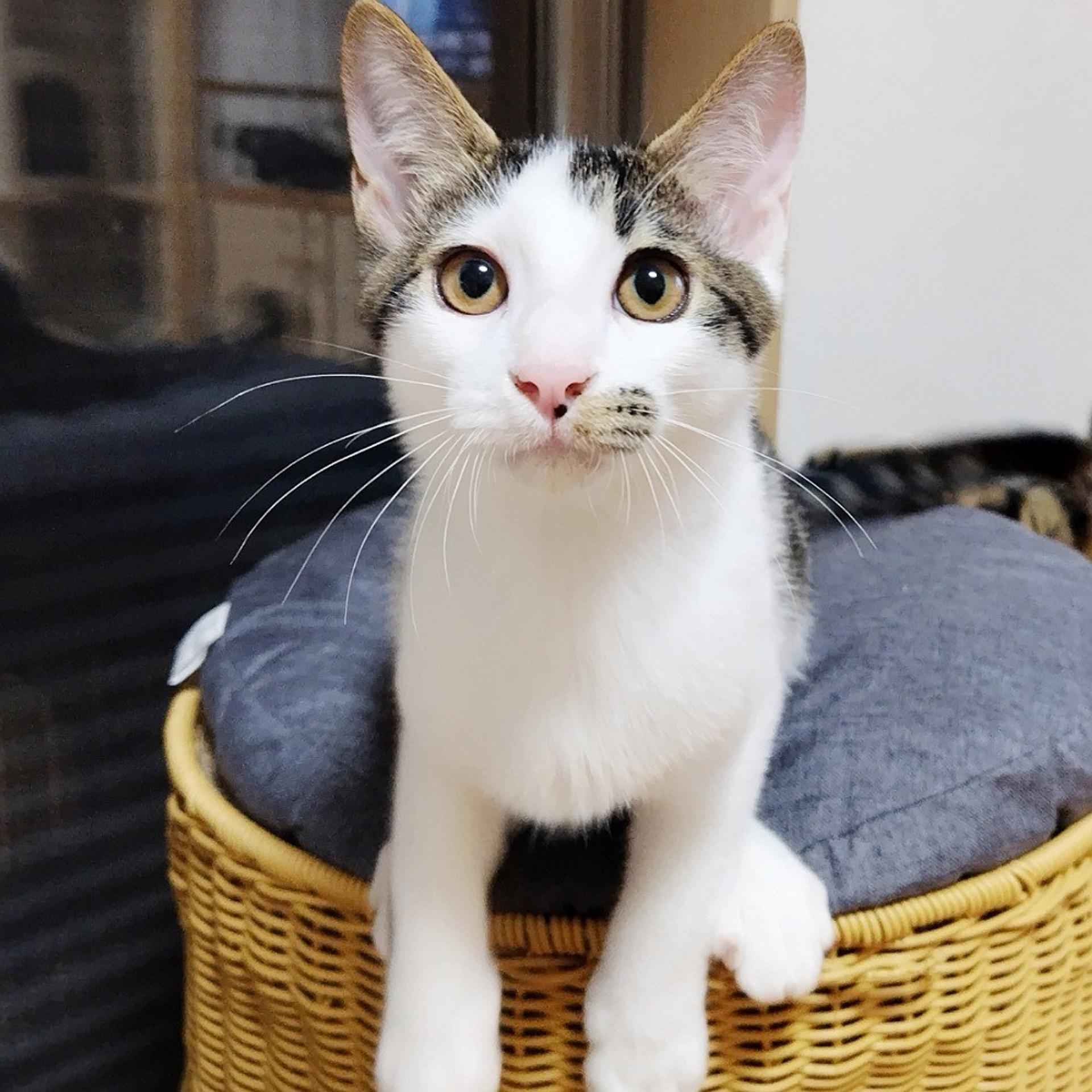pet-image-3