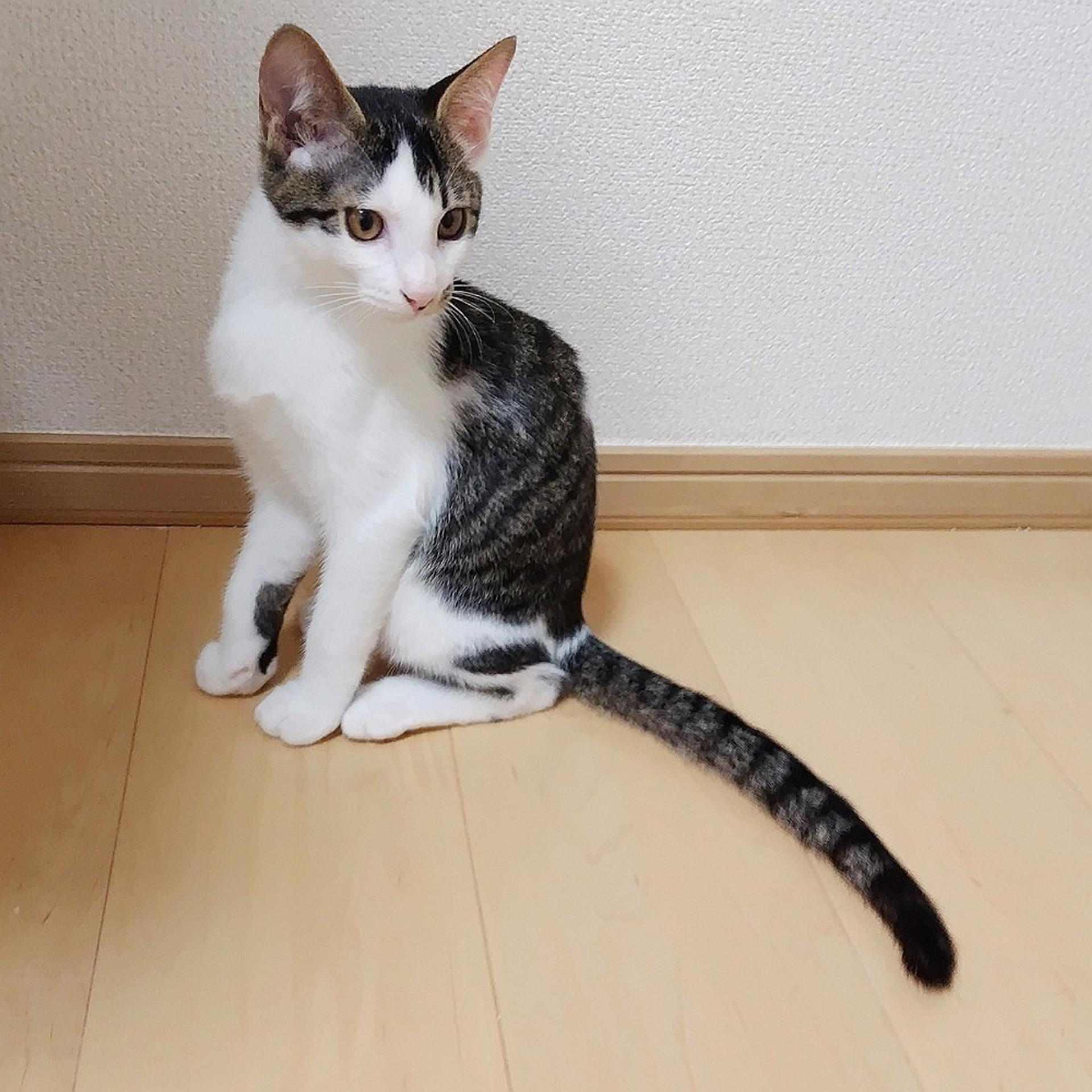 pet-image-5