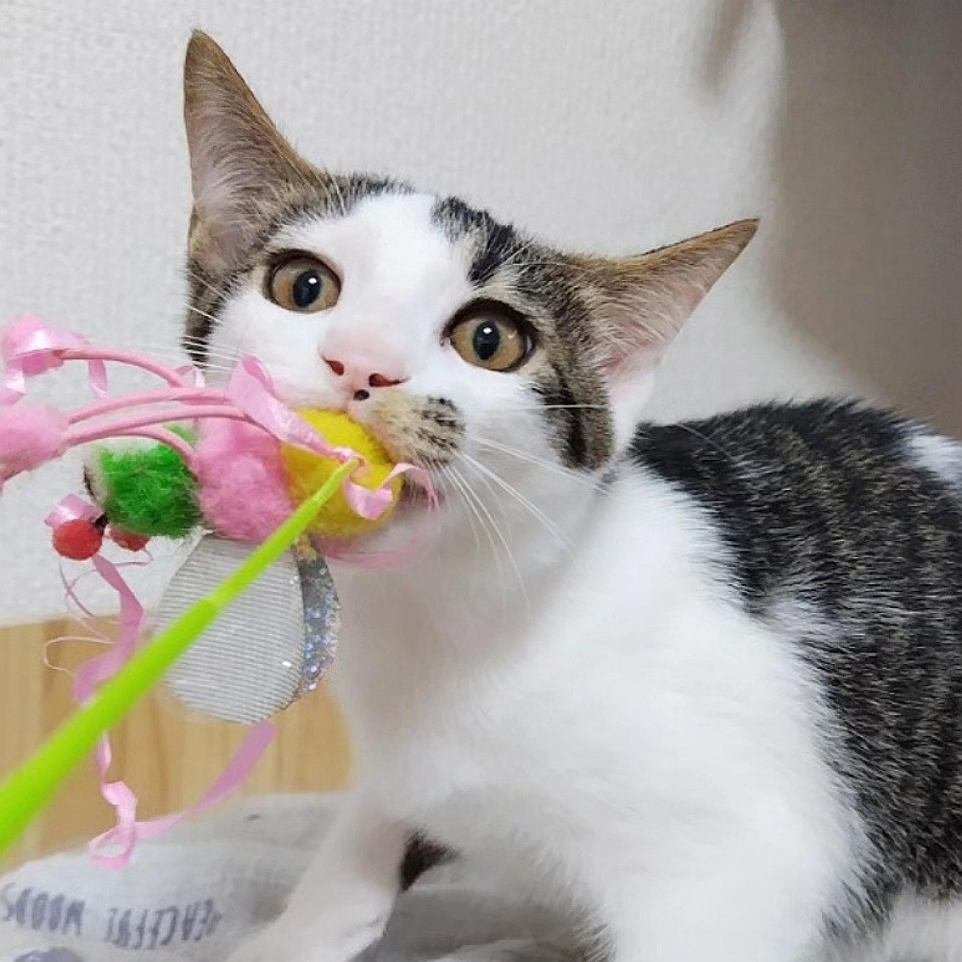 pet-image-6