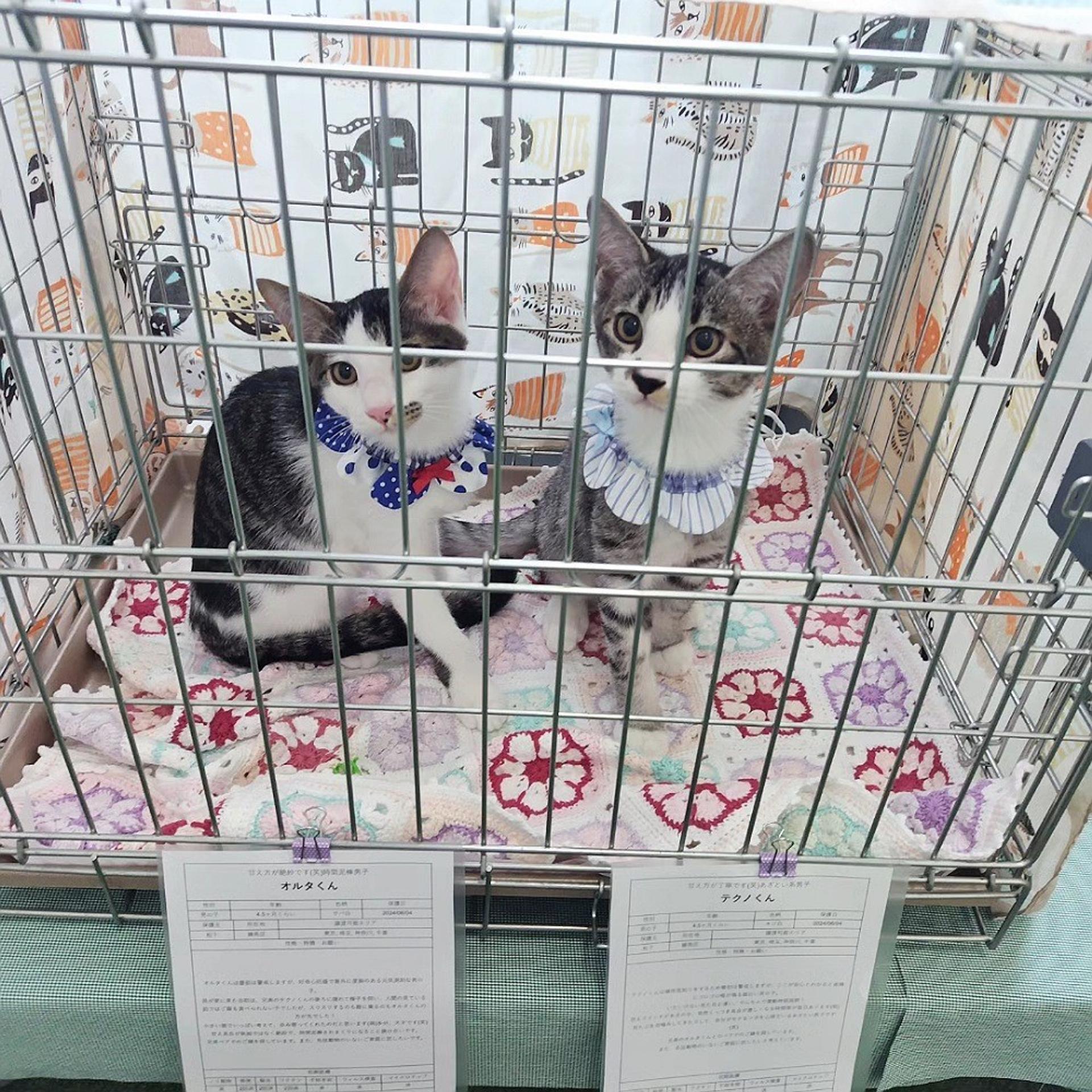 pet-image-6