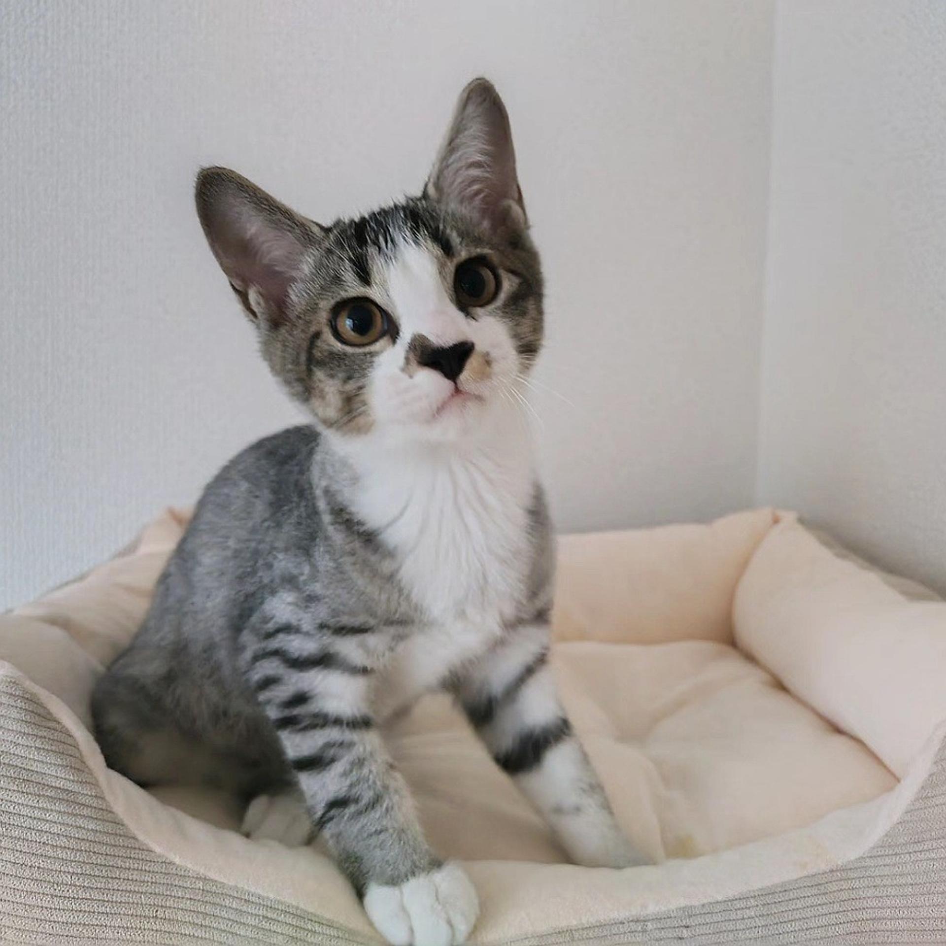 pet-image-7