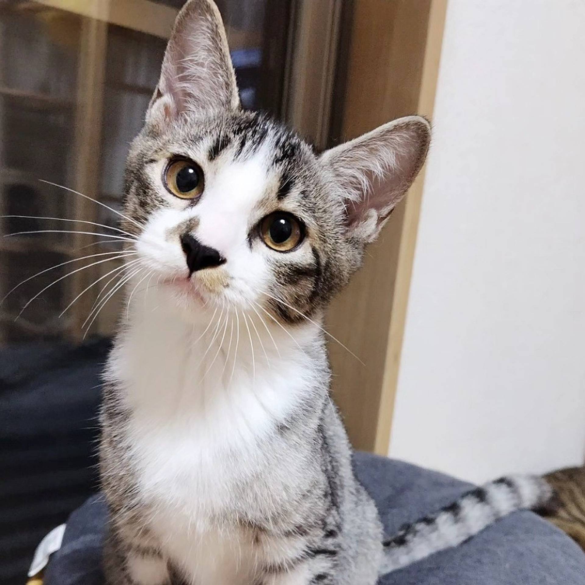 雑種（ミックス猫）・オスの里親募集の写真
