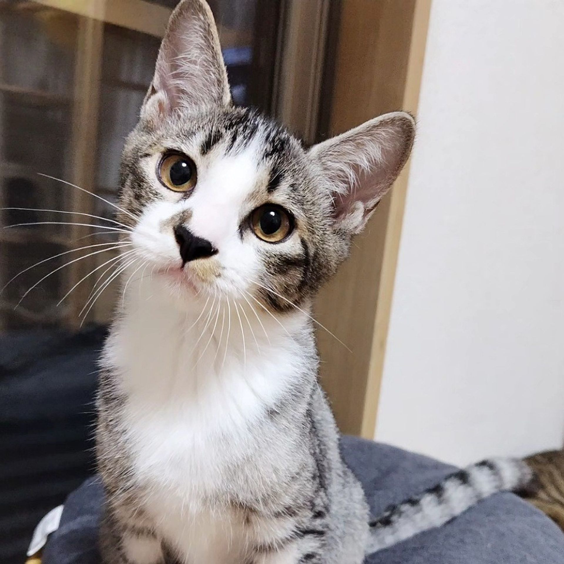雑種（ミックス猫）・オスの里親募集の写真