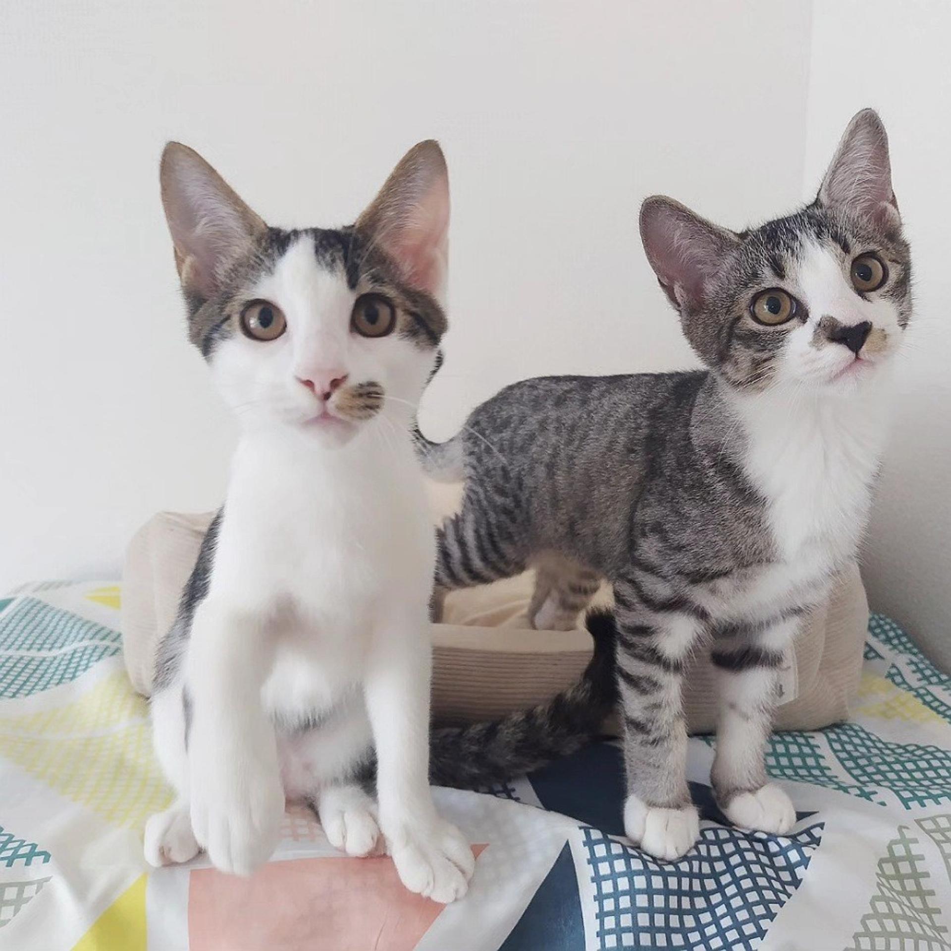 pet-image-3