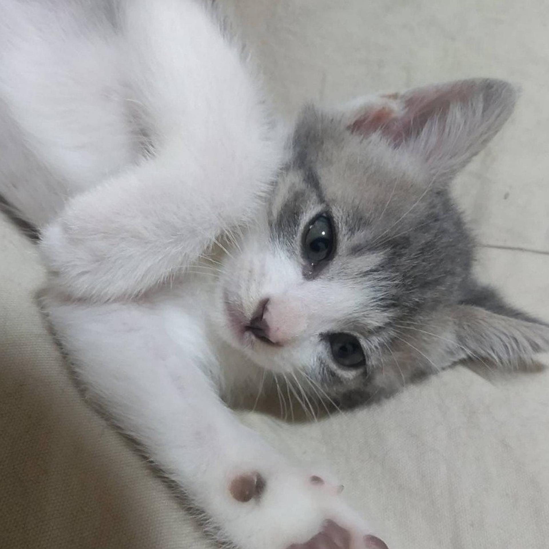 pet-image-4