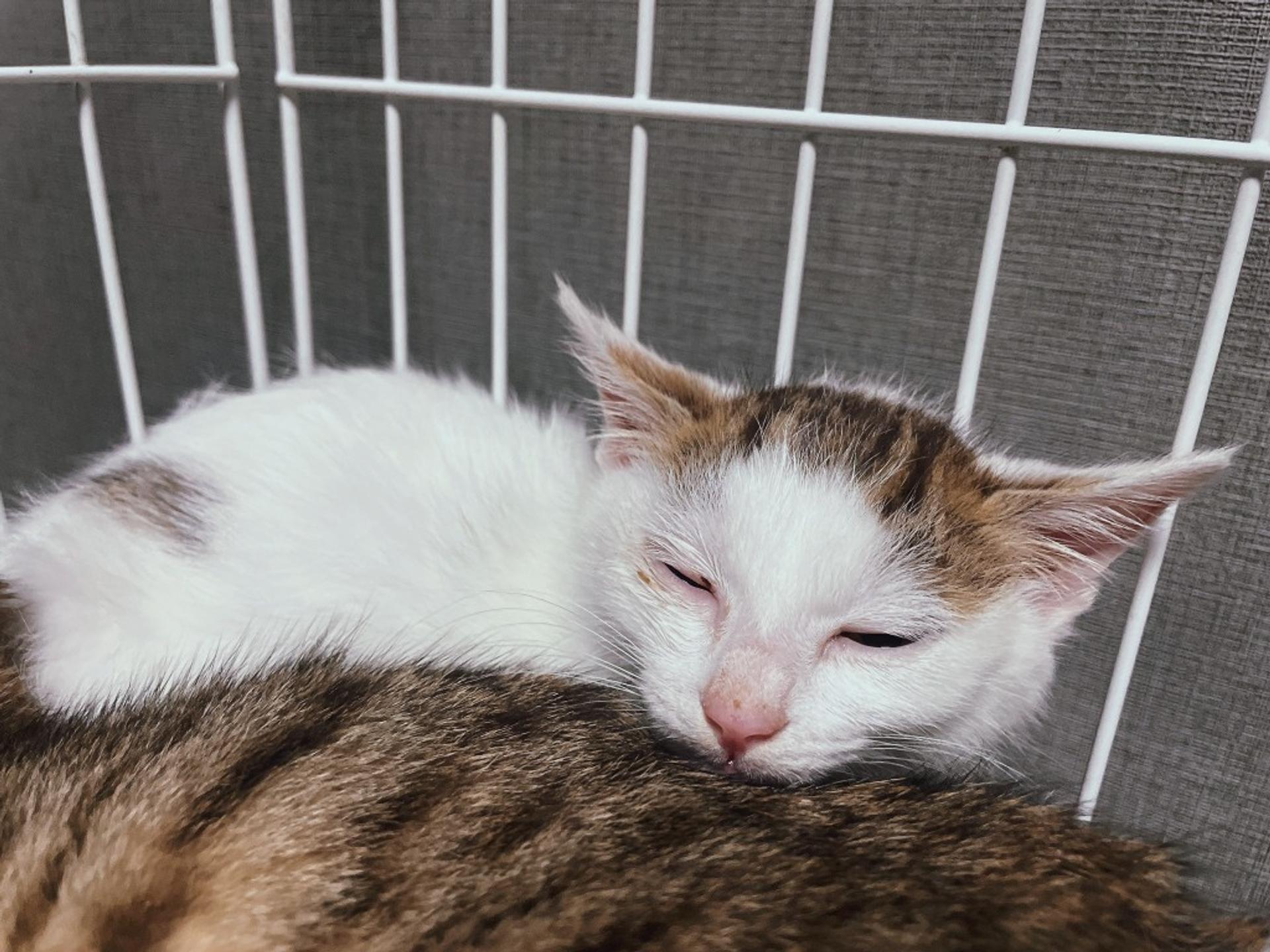 pet-image-3