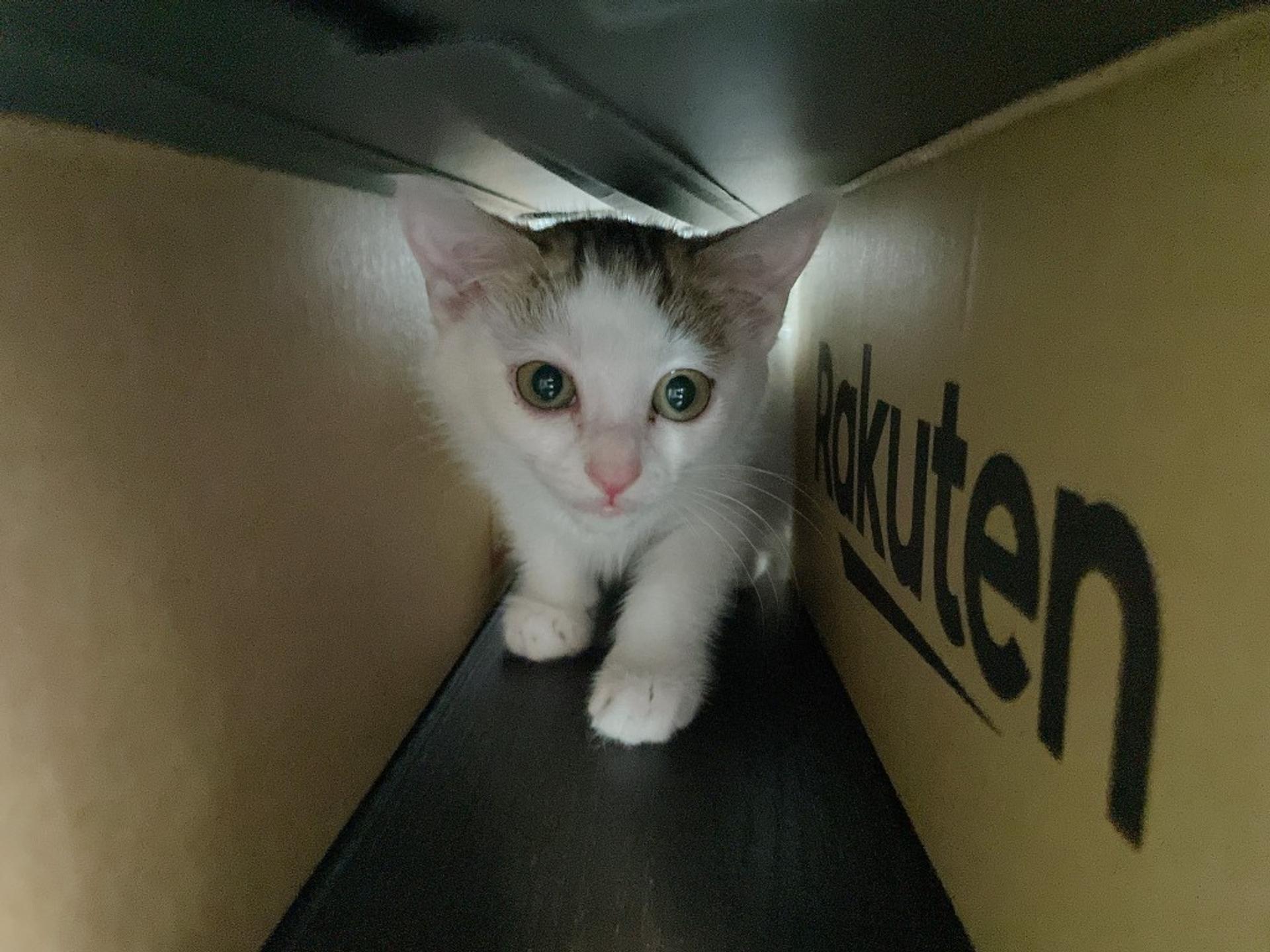 pet-image-4