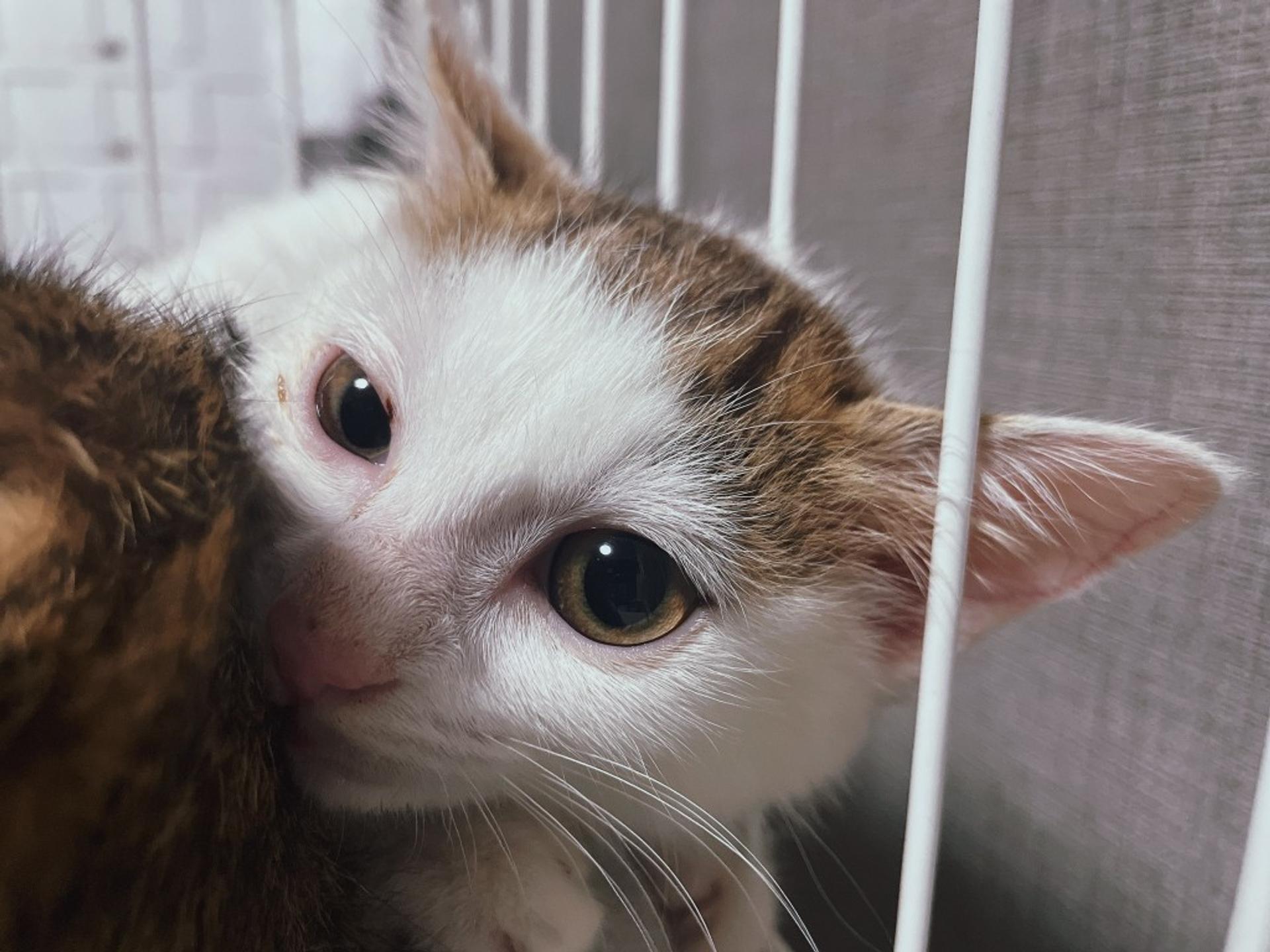 pet-image-6