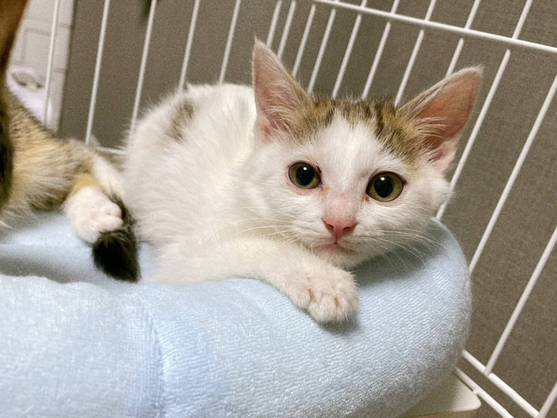 雑種（ミックス猫）・メスの里親募集の写真