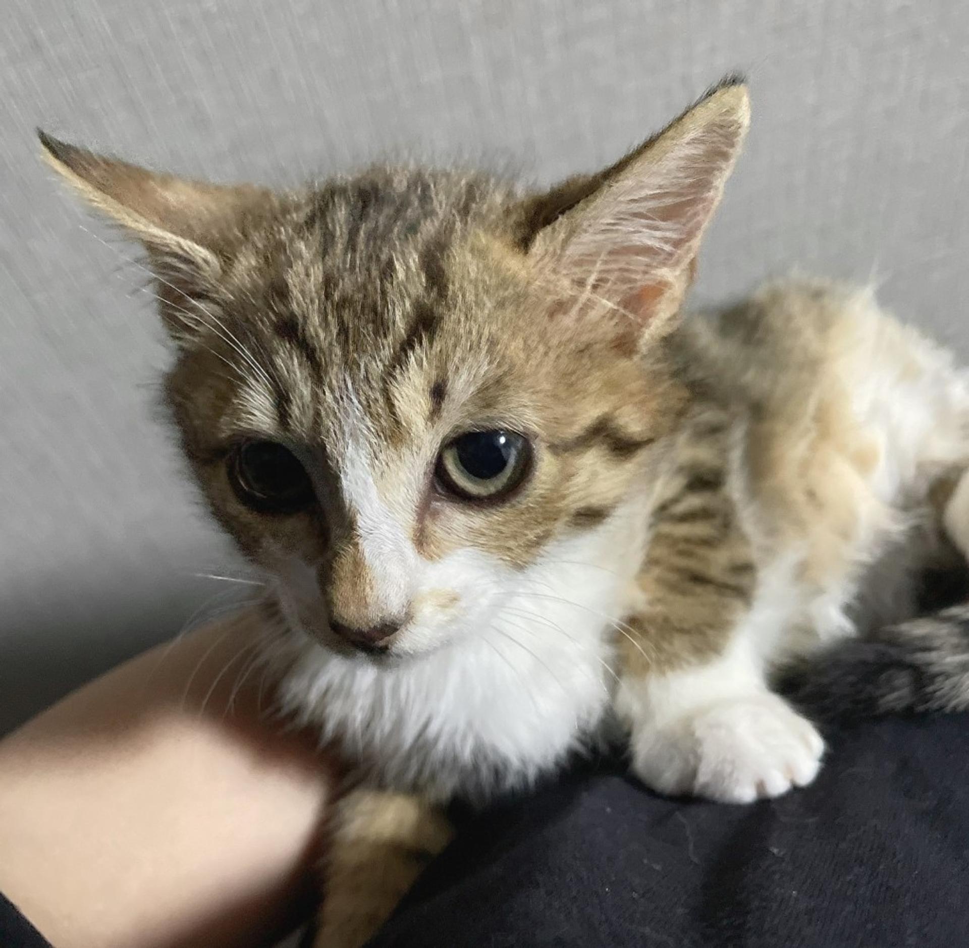 pet-image-3