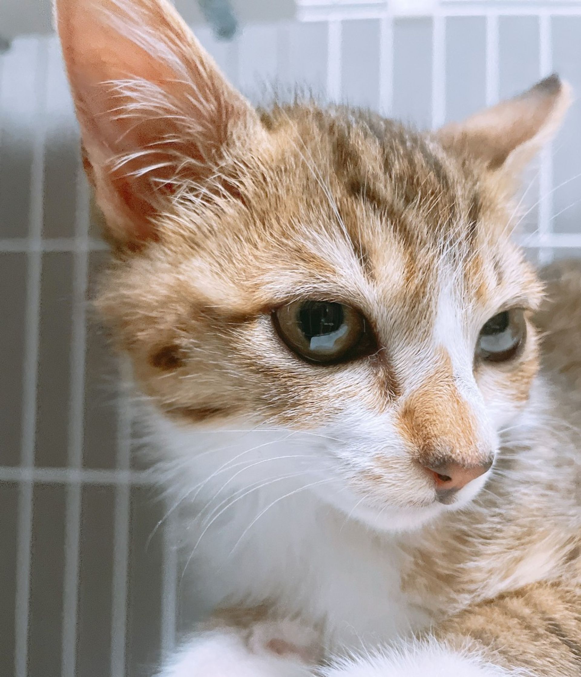 雑種（ミックス猫）・オスの里親募集の写真