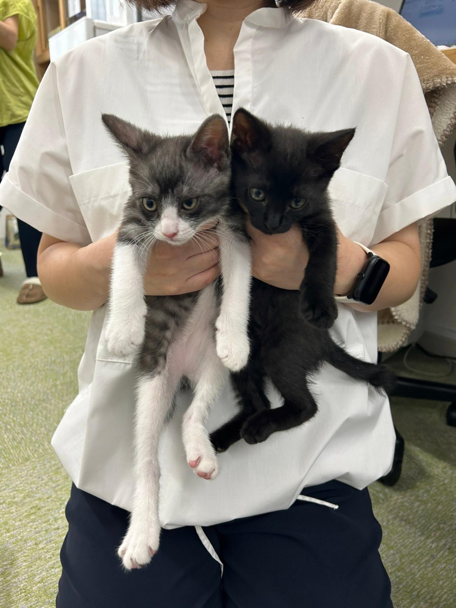 pet-image-7