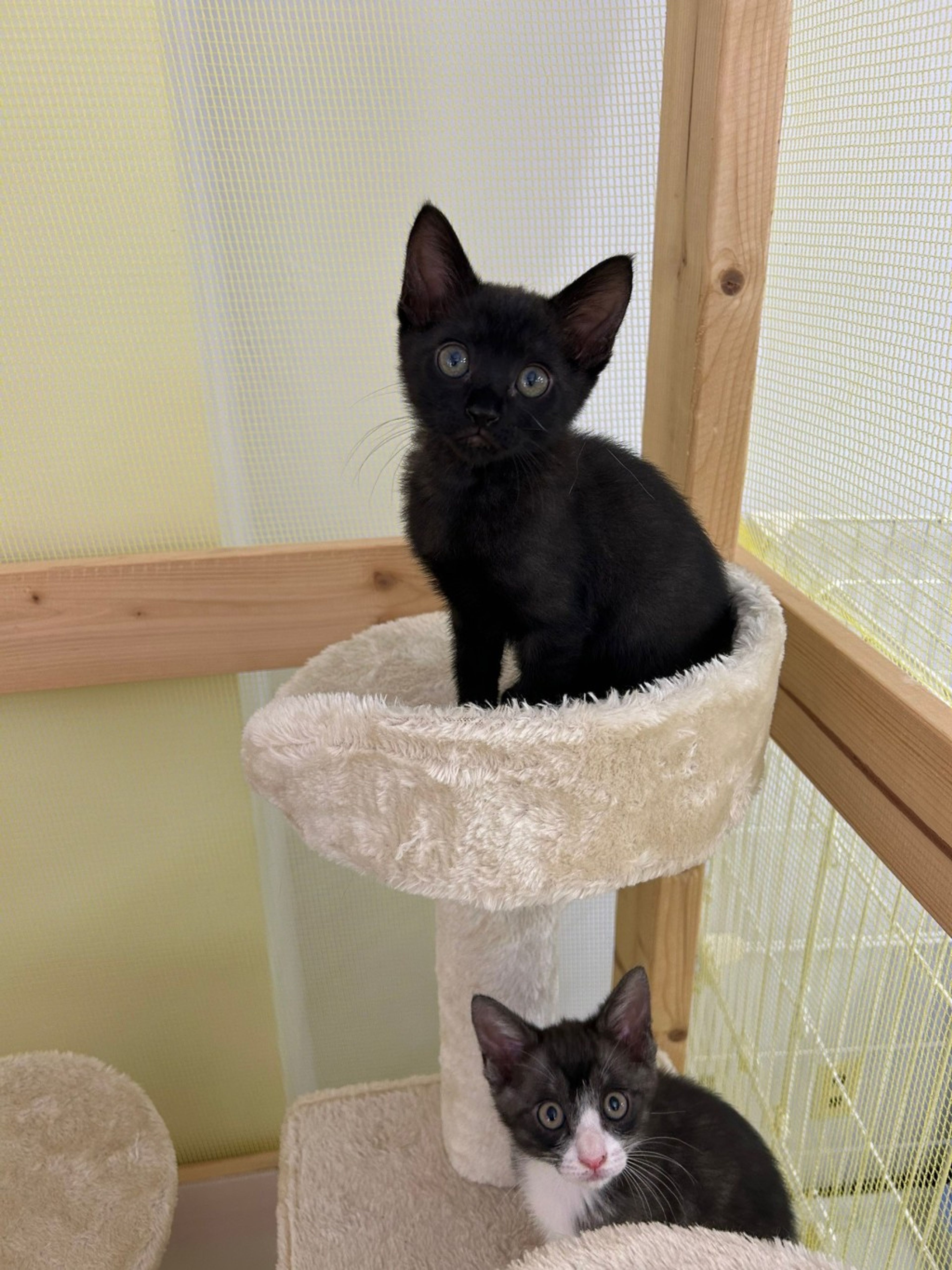 pet-image-8