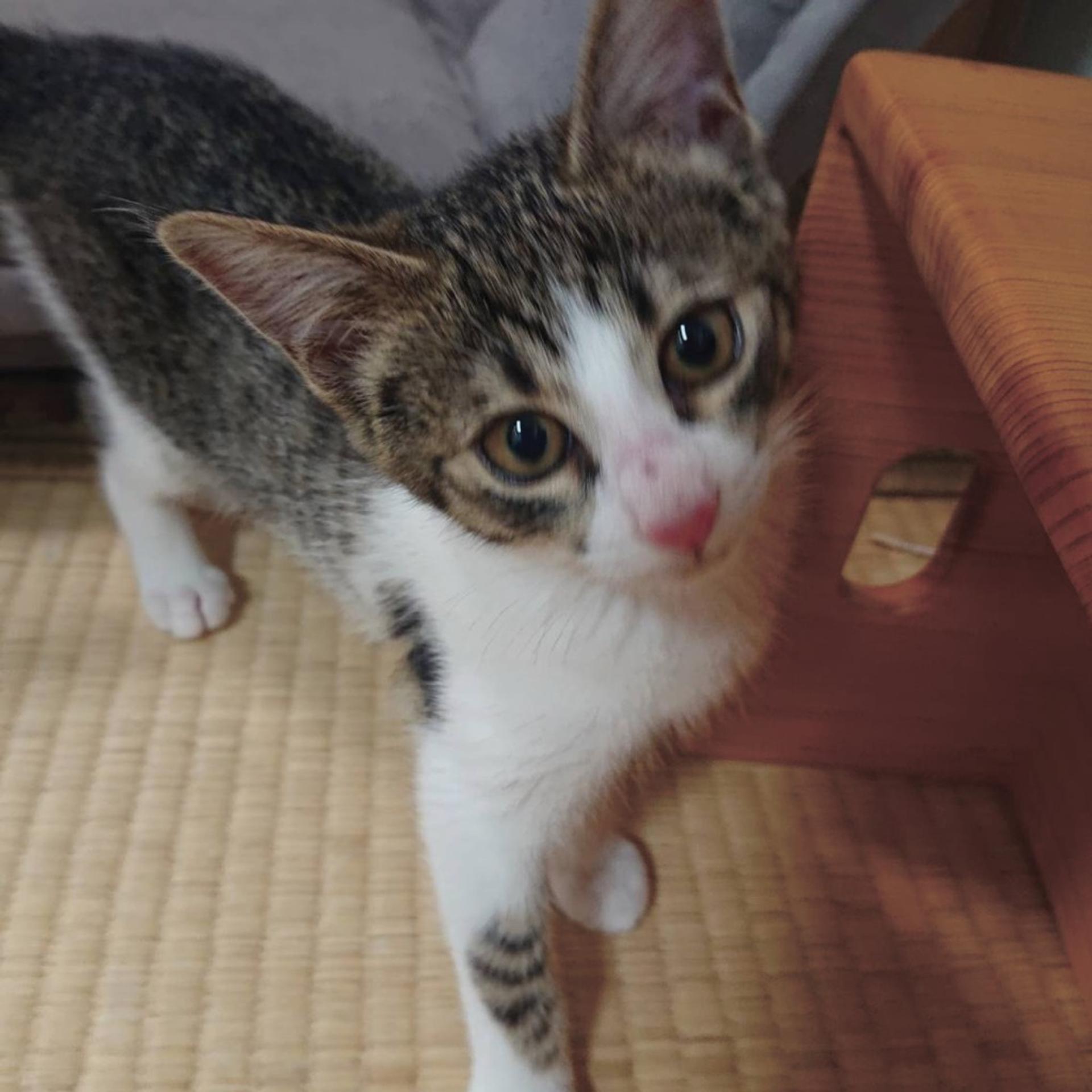 pet-image-4