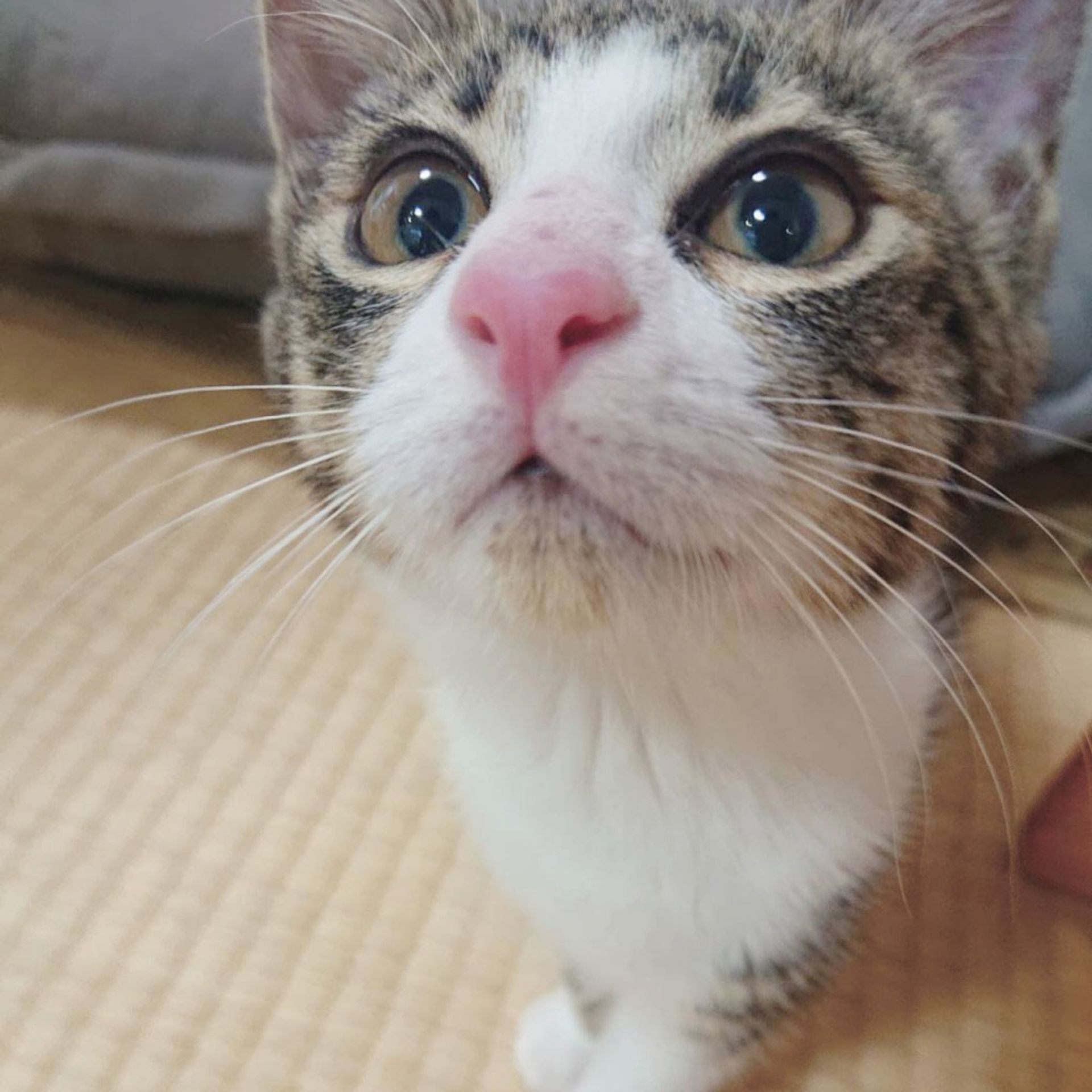 雑種（ミックス猫）・メスの里親募集の写真