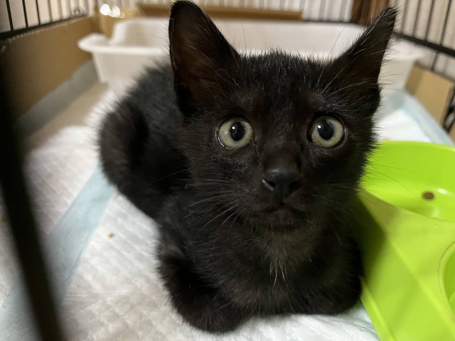 雑種（ミックス猫）・オスの里親募集の写真
