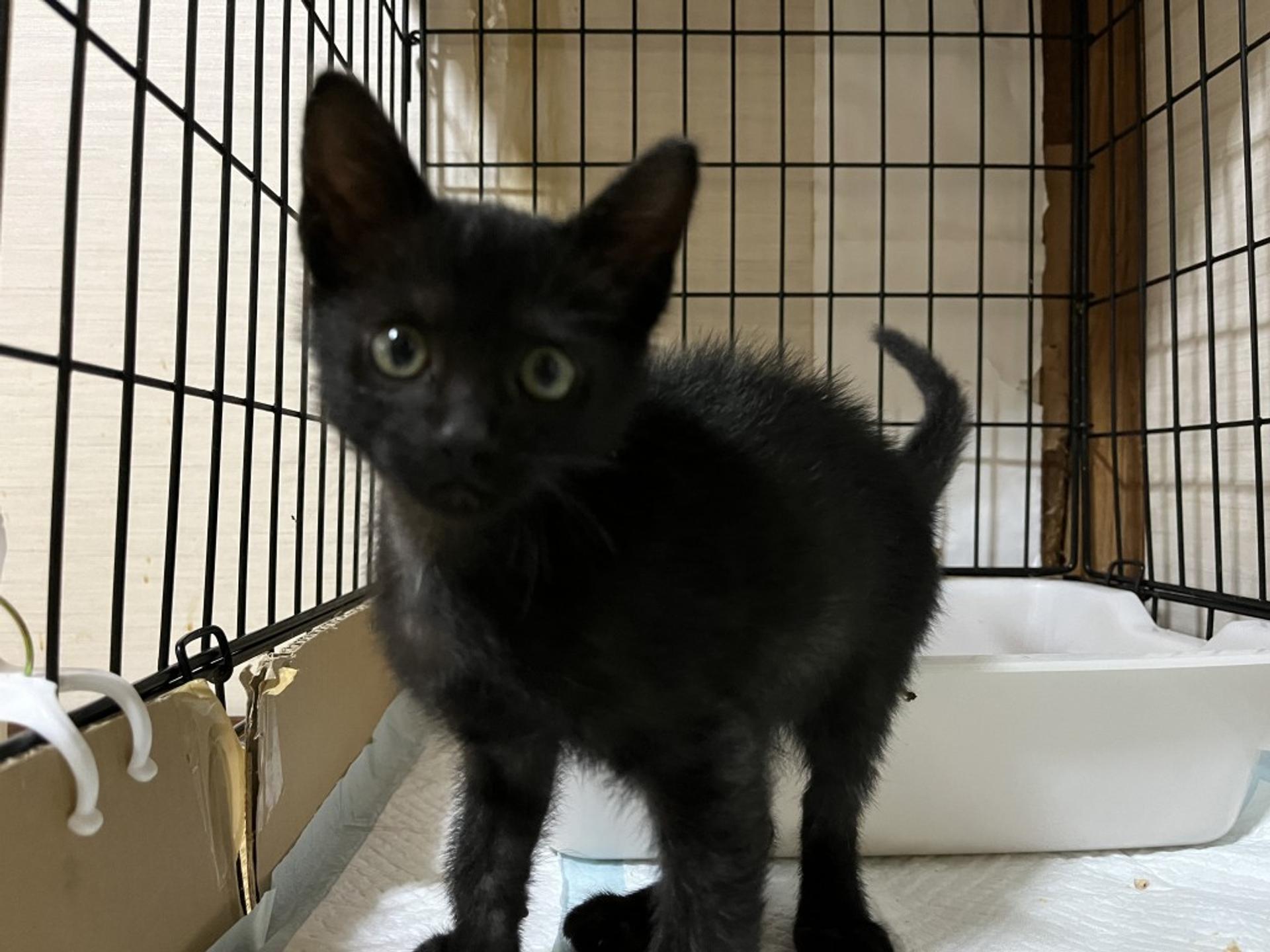 pet-image-3