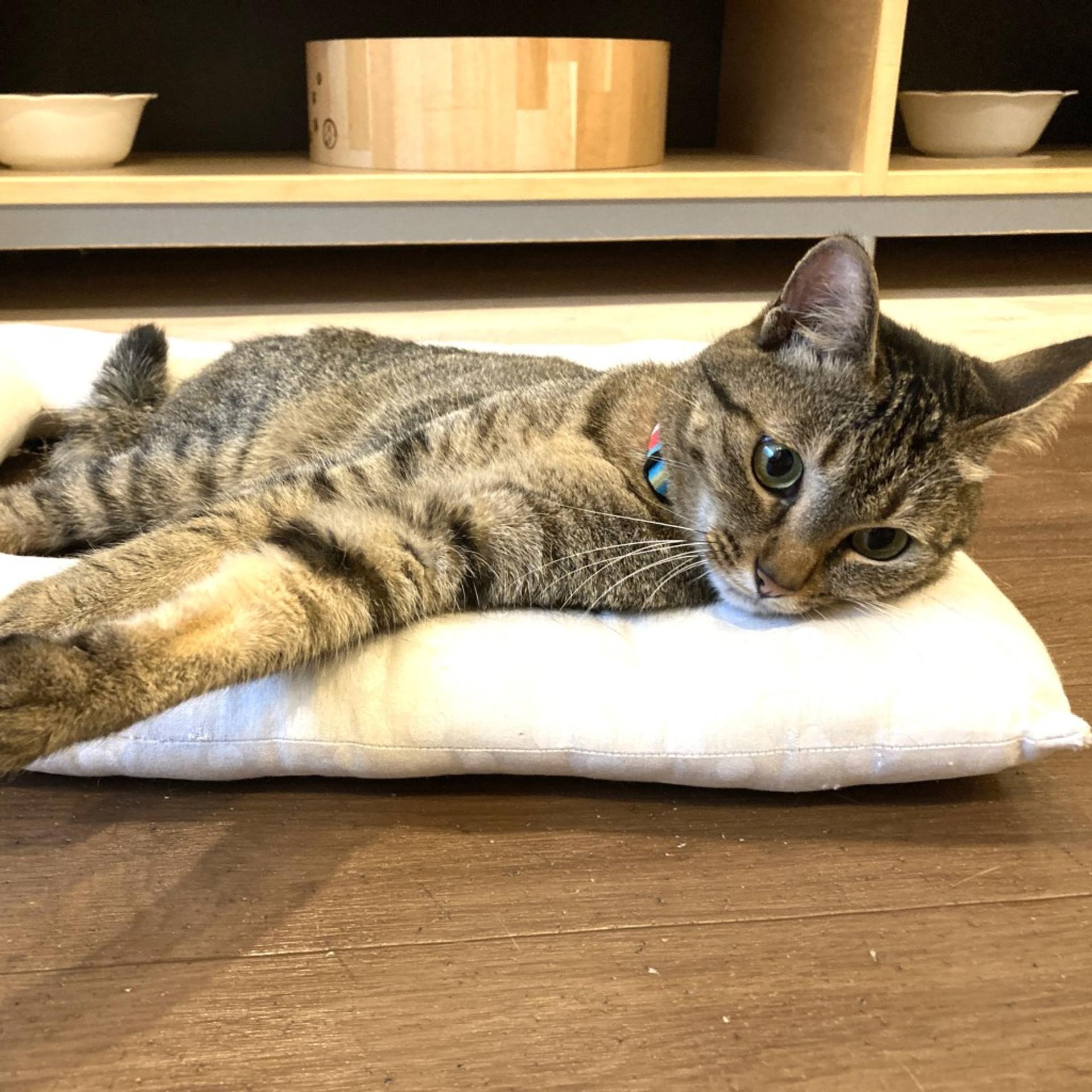 pet-image-2