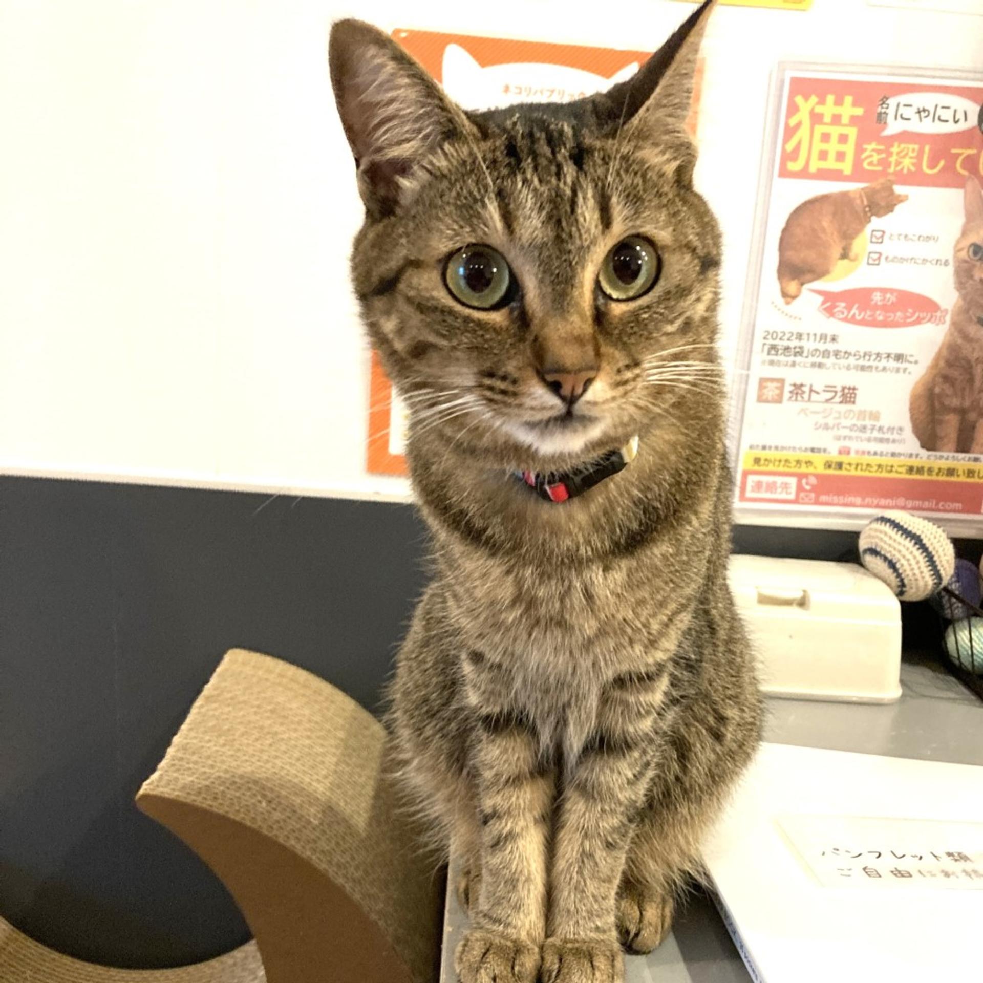 pet-image-3