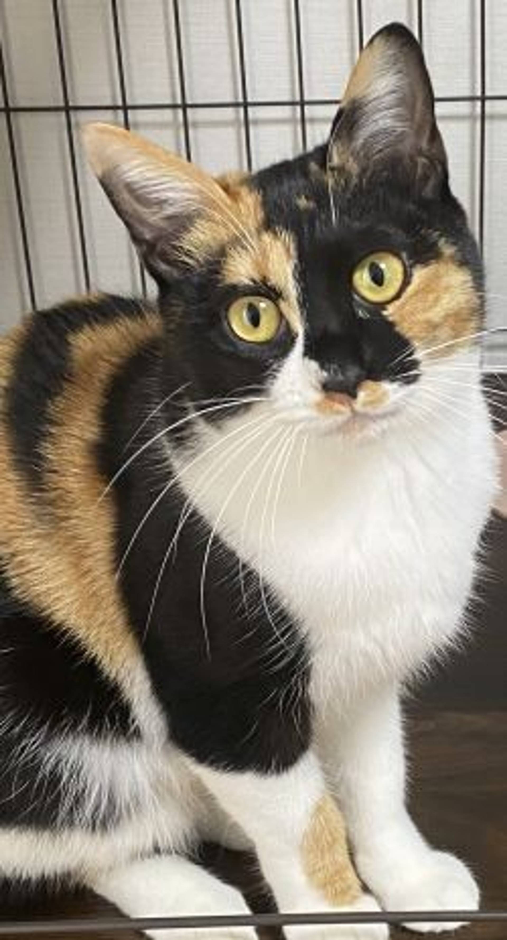 雑種（ミックス猫）・メスの里親募集の写真