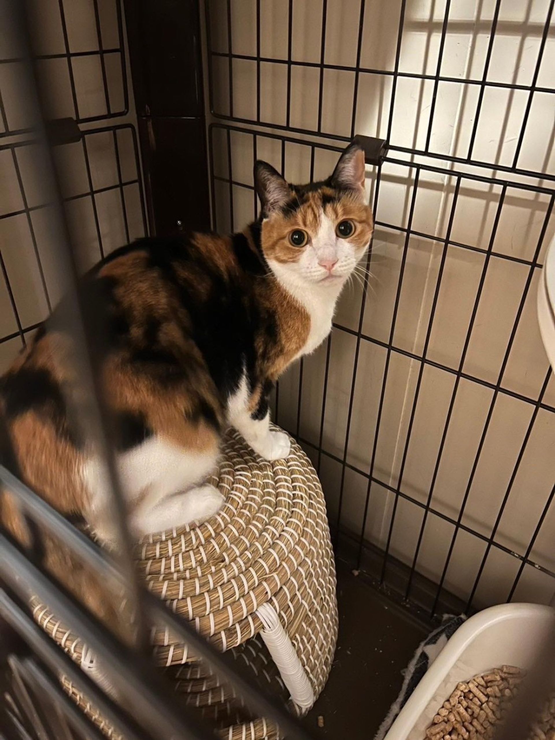 雑種（ミックス猫）・メスの里親募集の写真