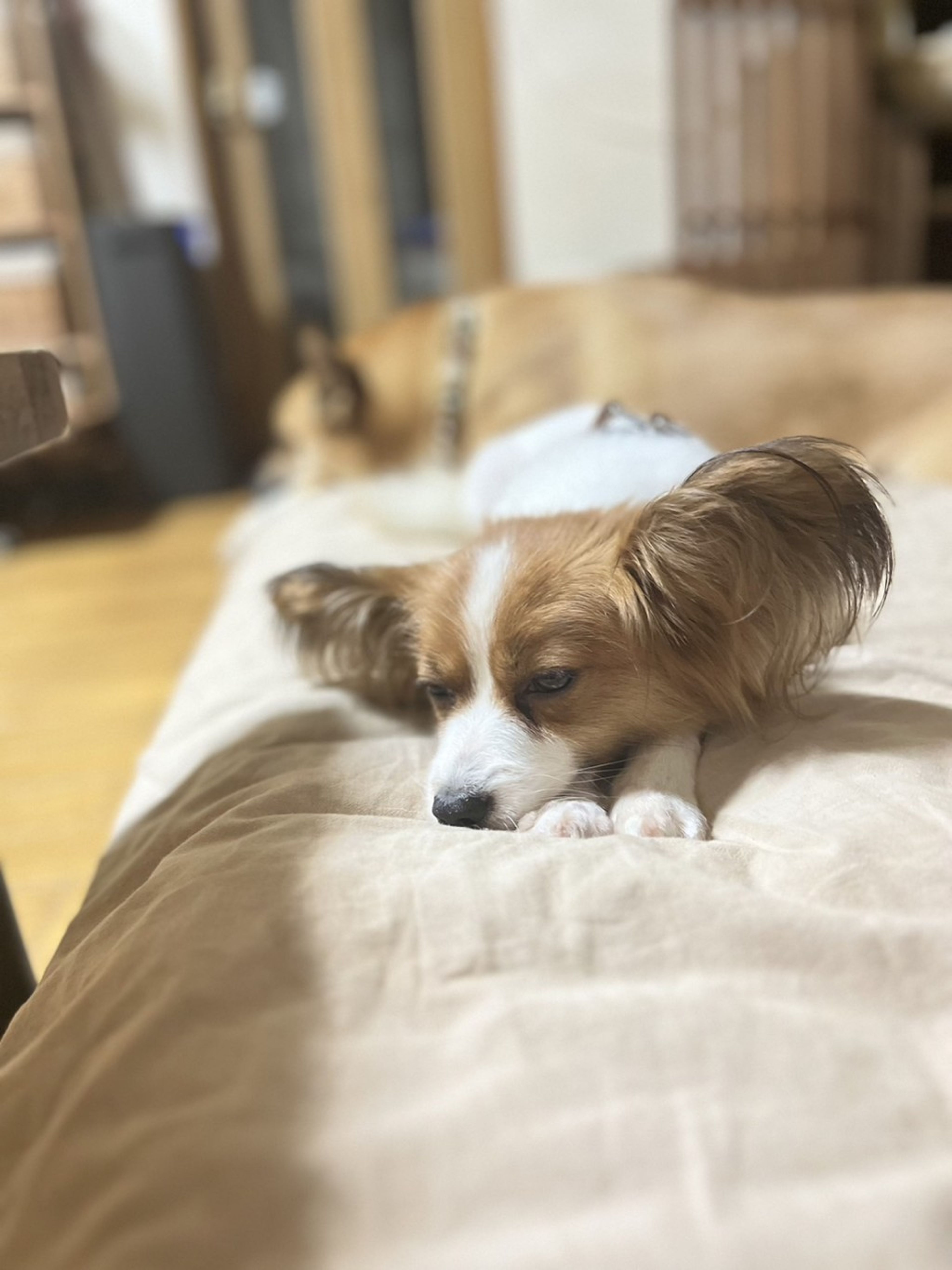 pet-image-2