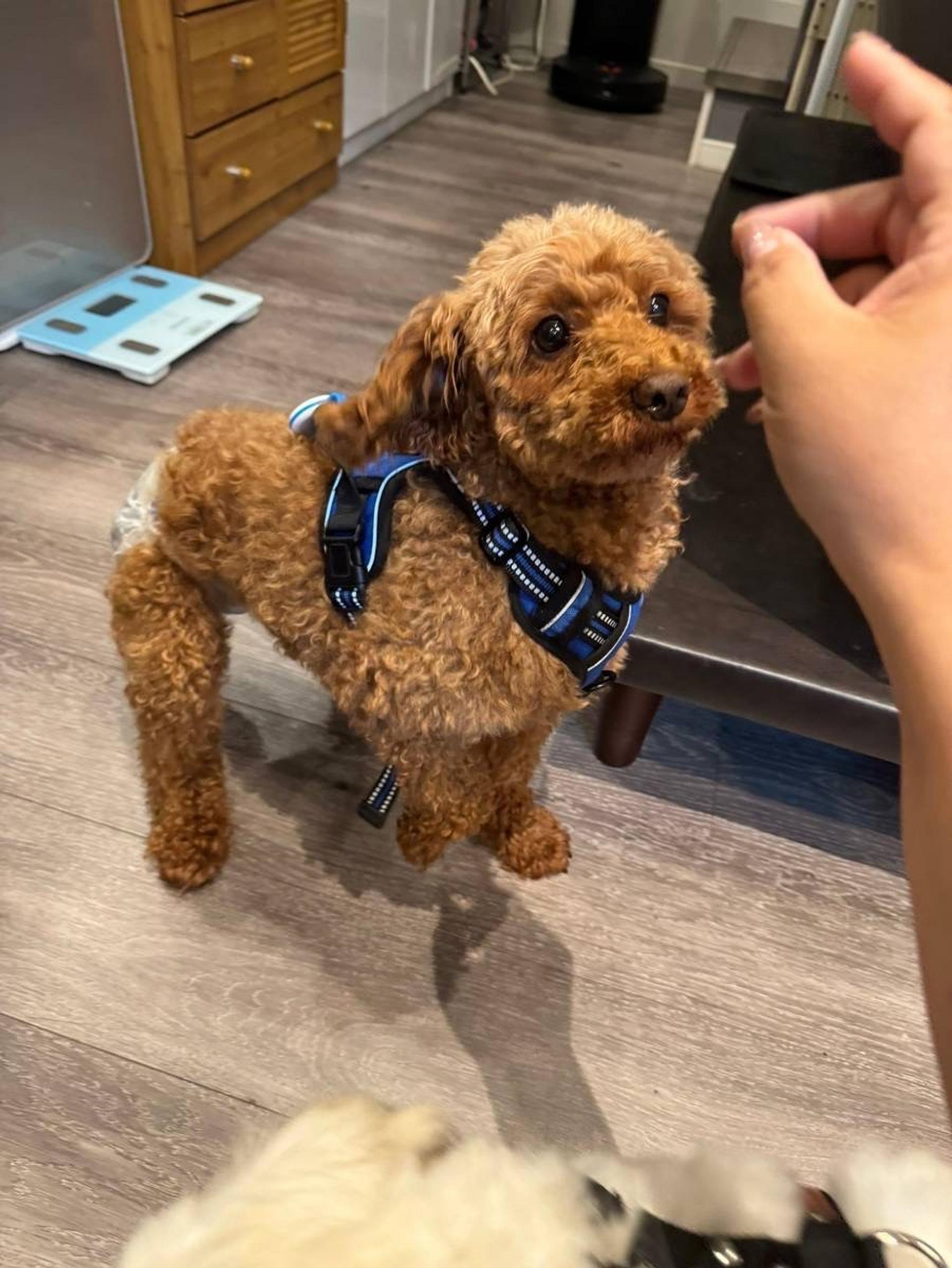 pet-image-3