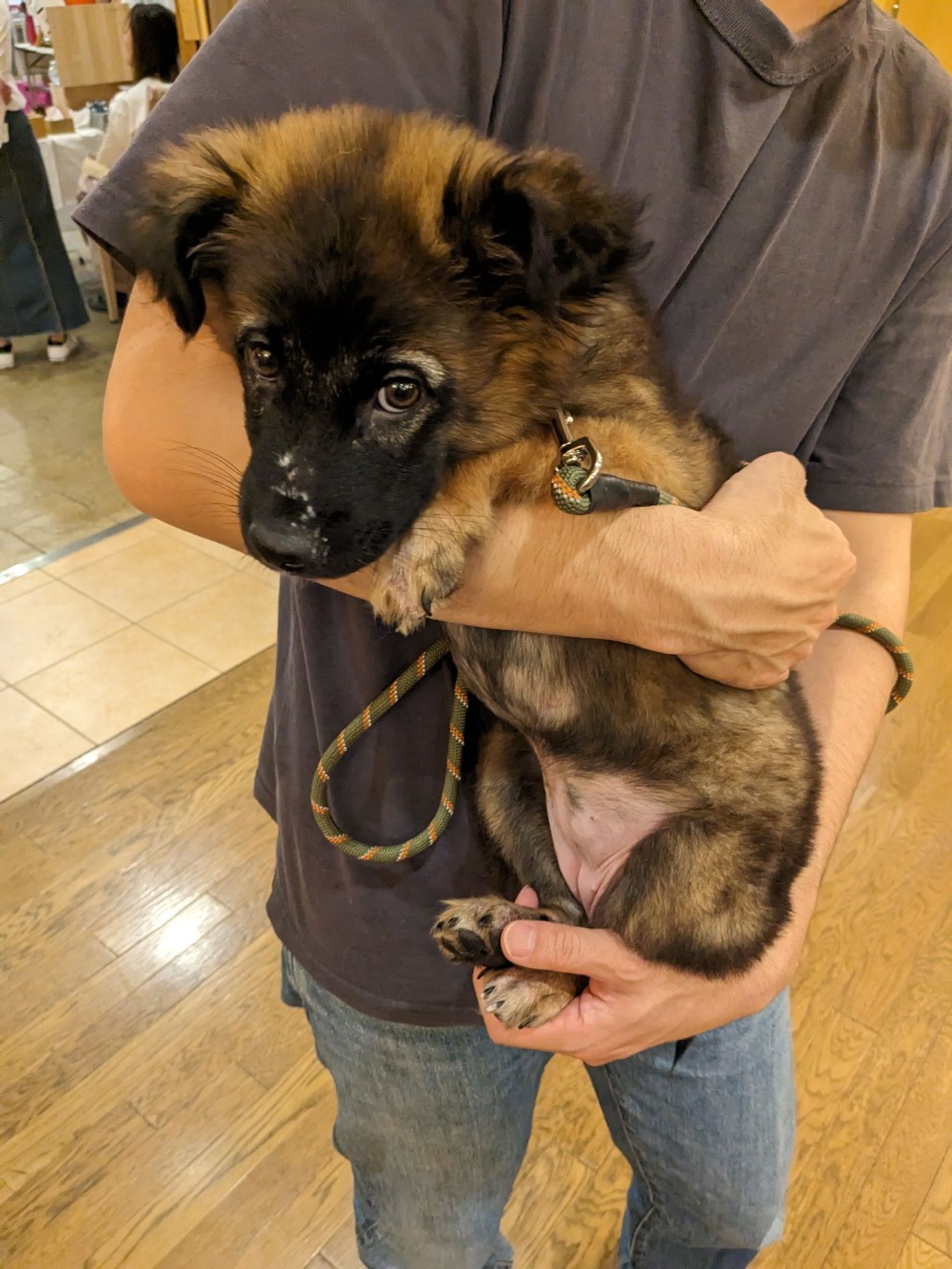 雑種（ミックス犬）・メスの里親募集の写真