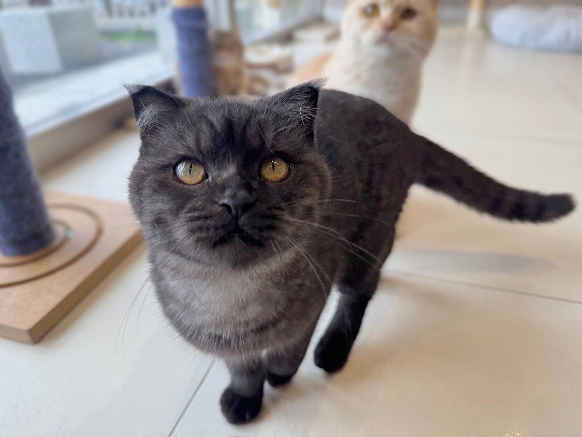pet-image-4