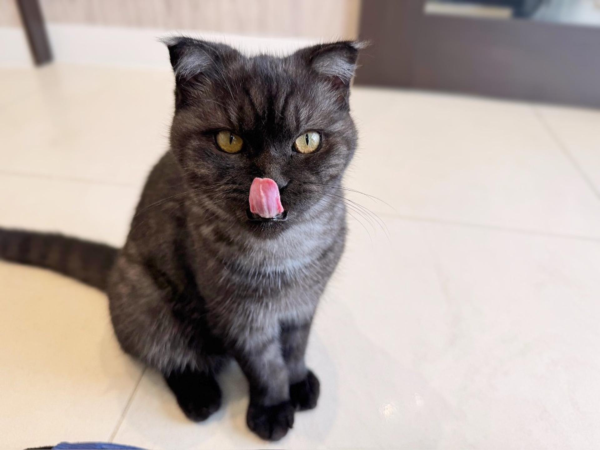pet-image-5