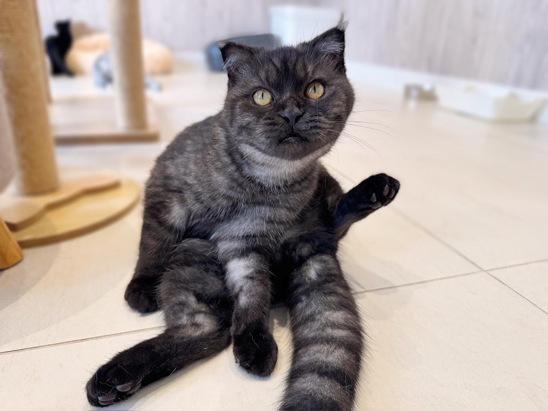 pet-image-6