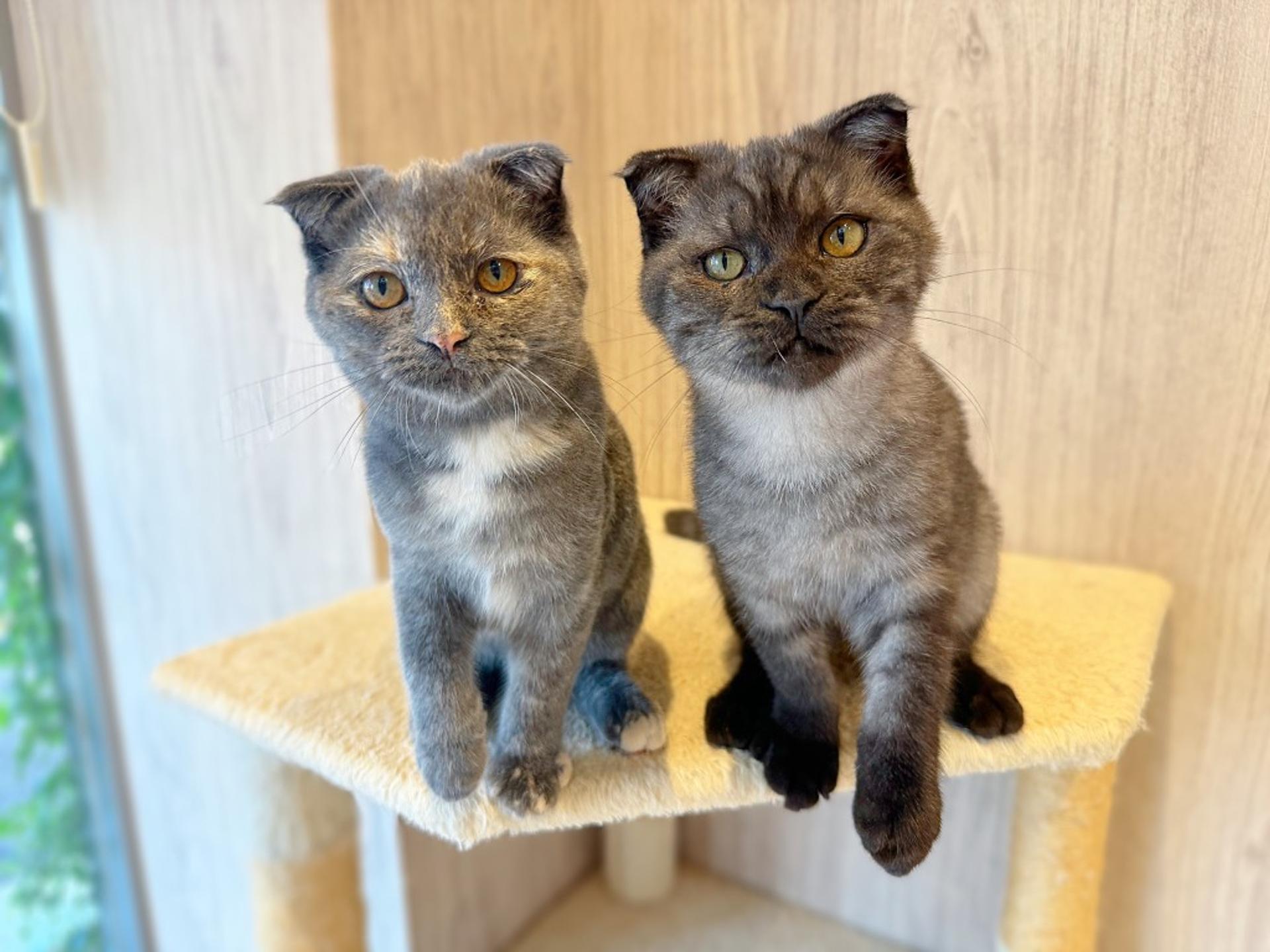 pet-image-7