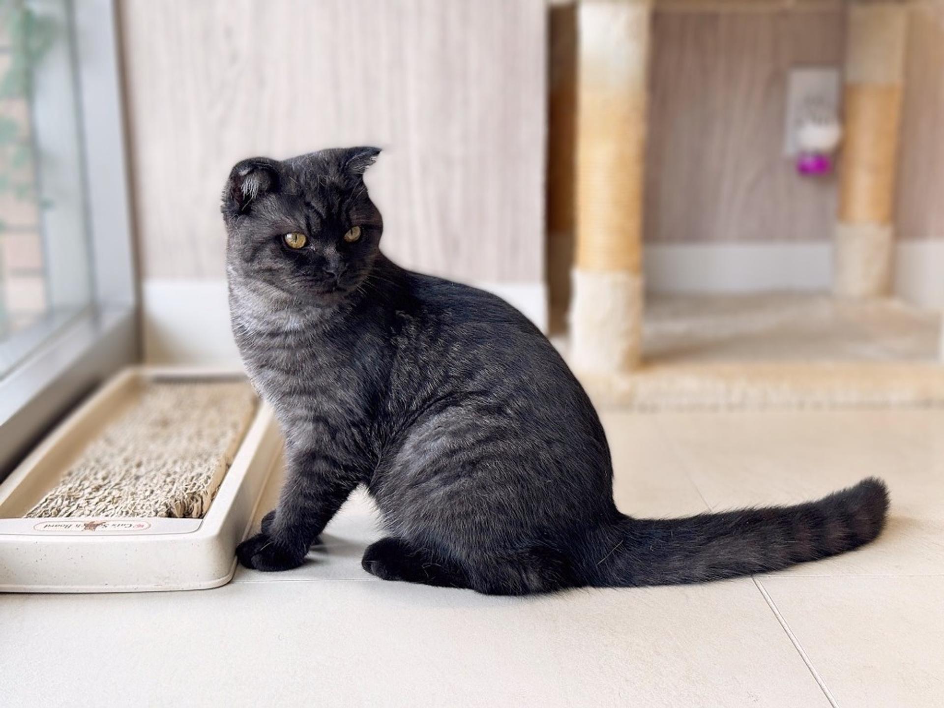 pet-image-3