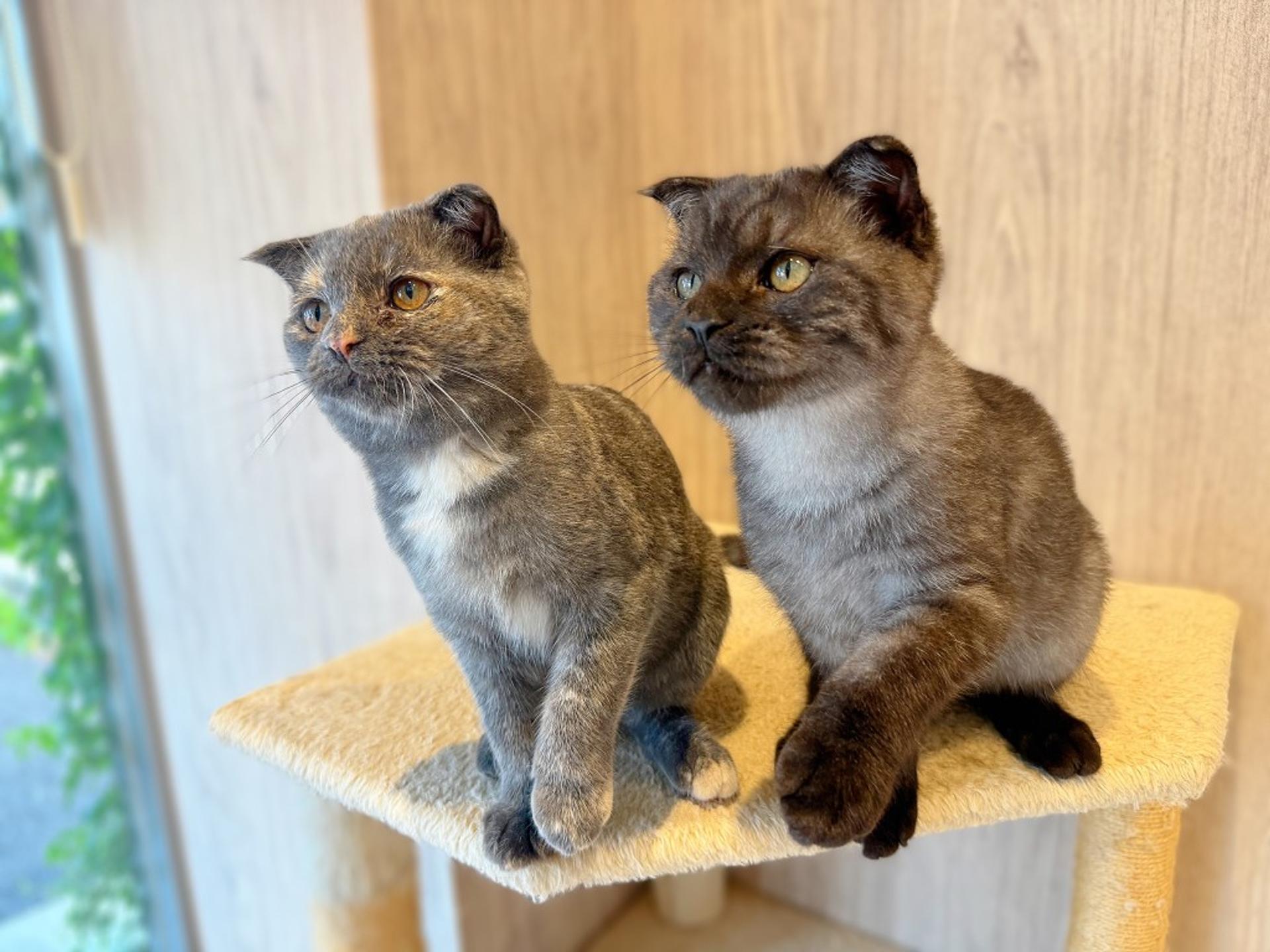 pet-image-8