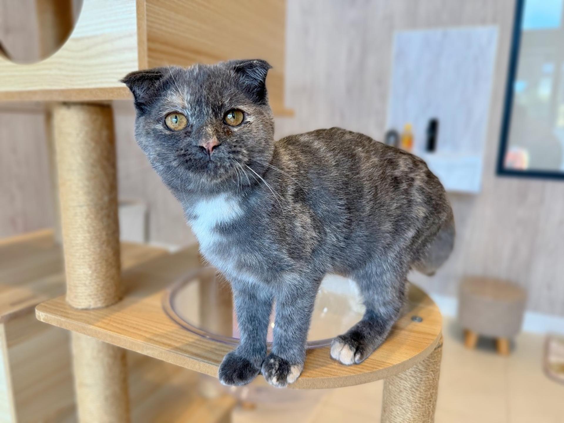 pet-image-7
