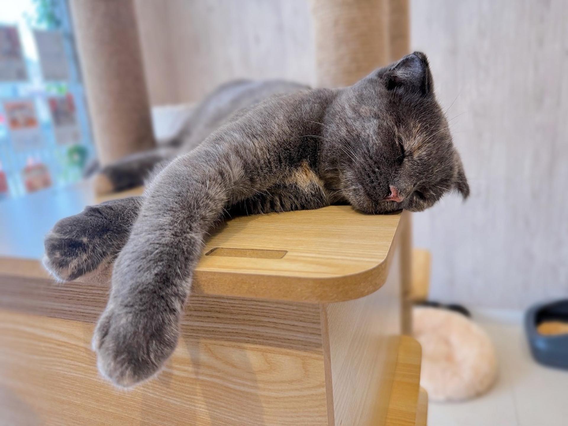 pet-image-5