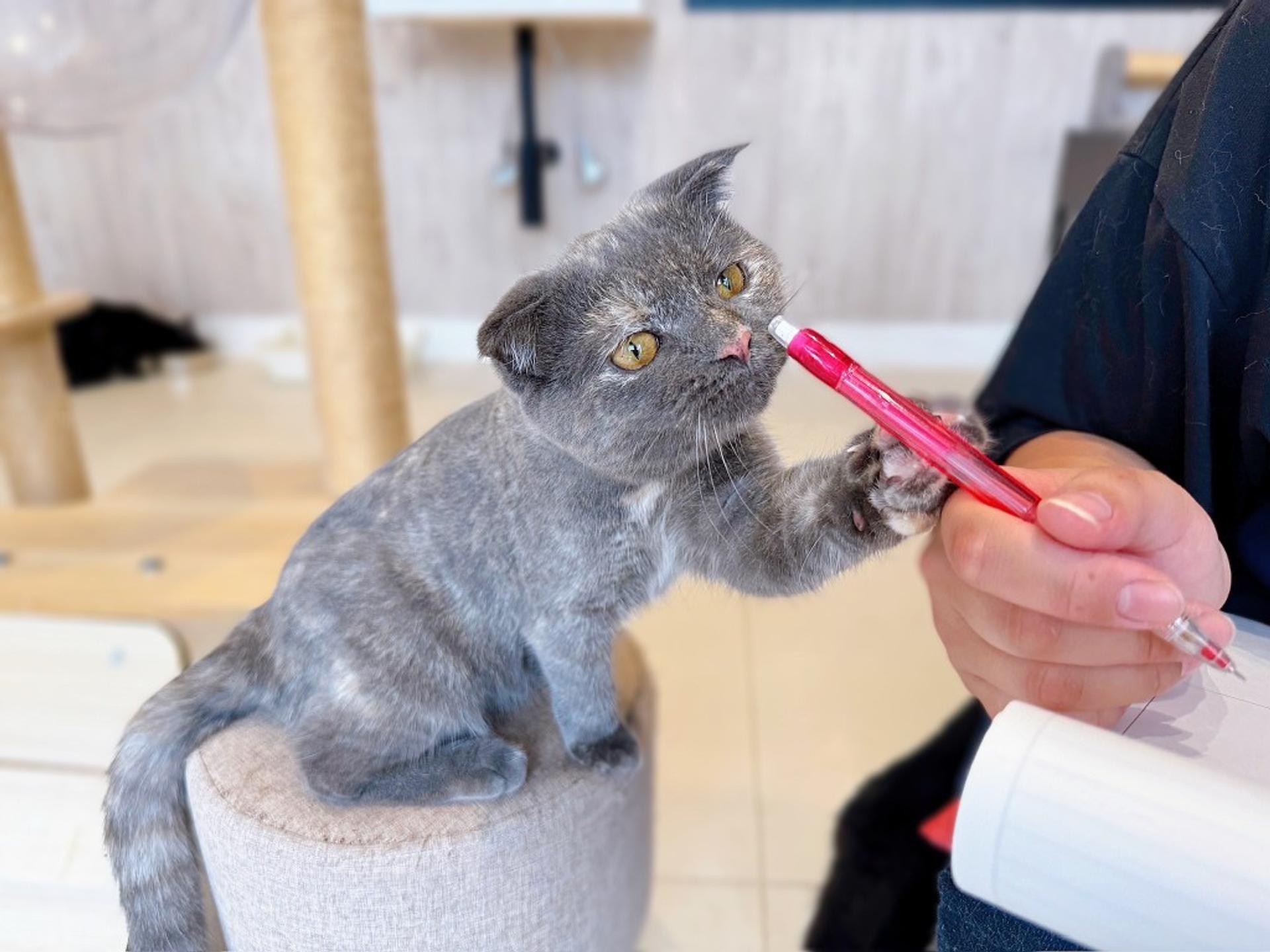 pet-image-4