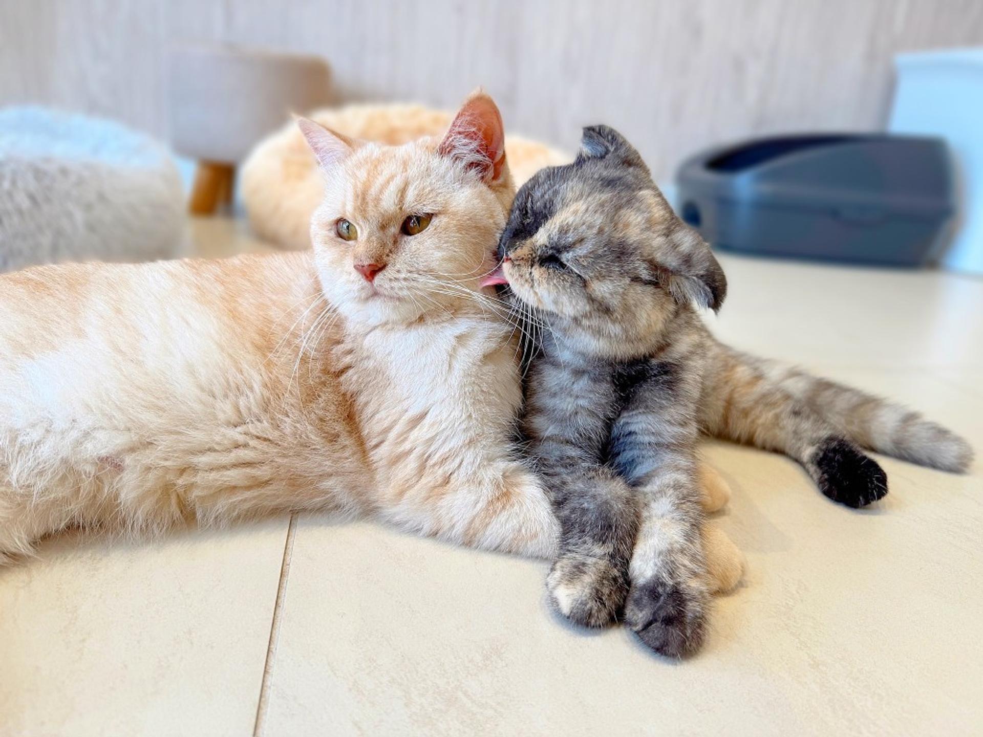 pet-image-8