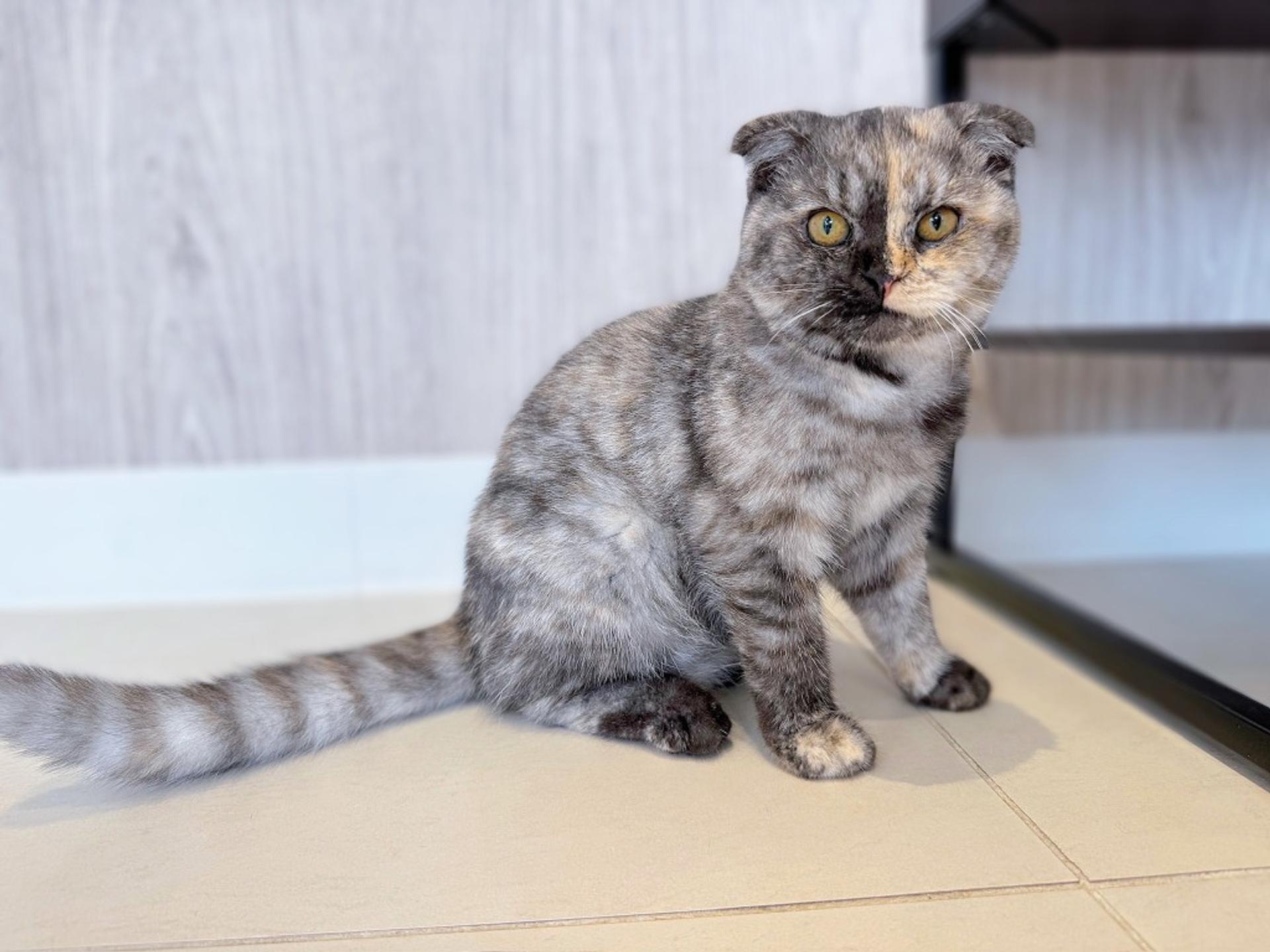 pet-image-5
