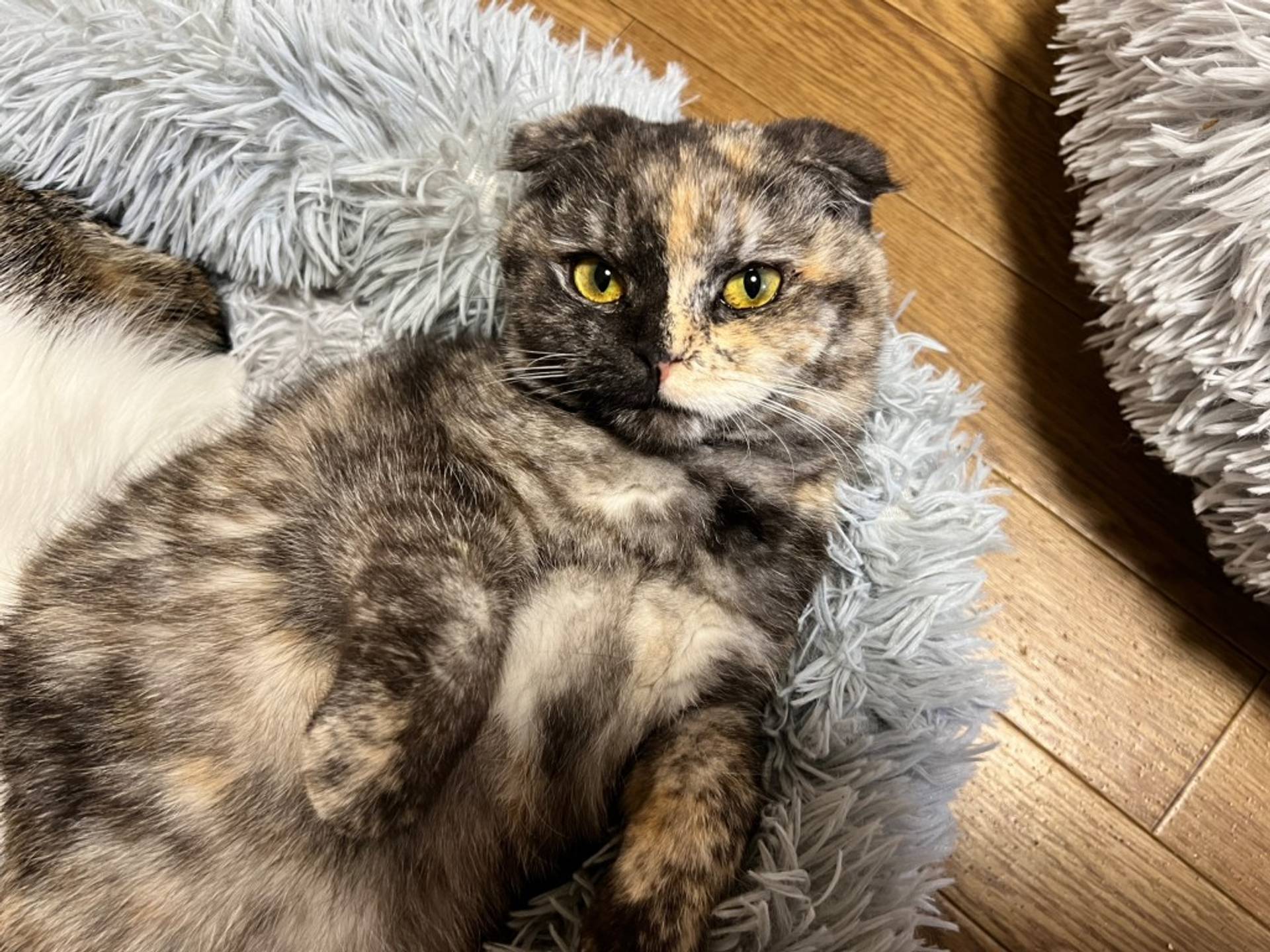 スコティッシュフォールド・メスの里親募集の写真