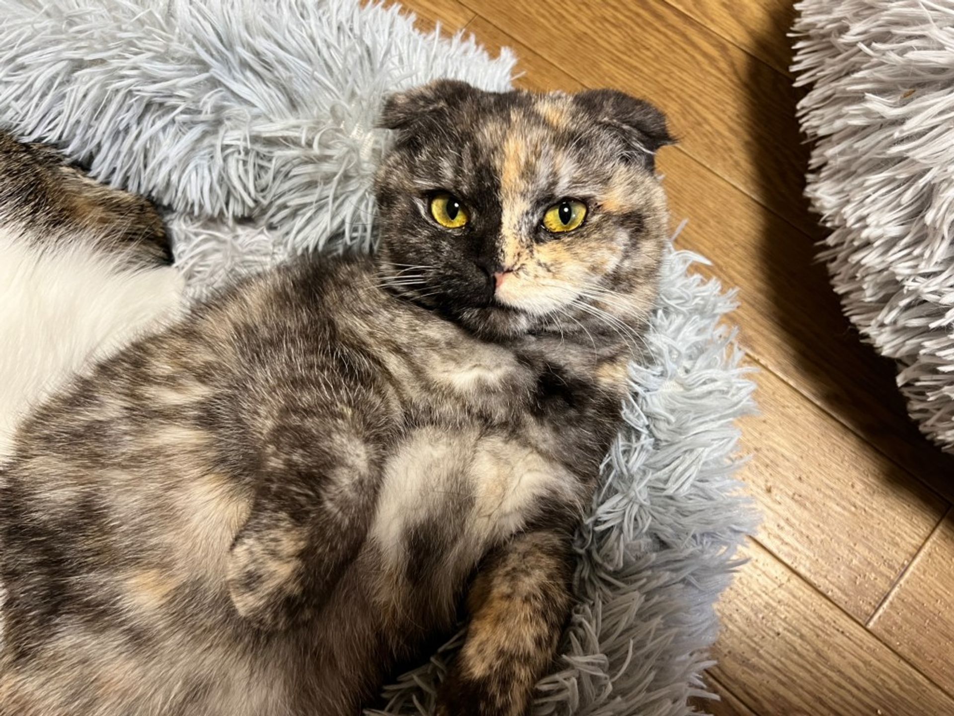 スコティッシュフォールド・メスの里親募集の写真