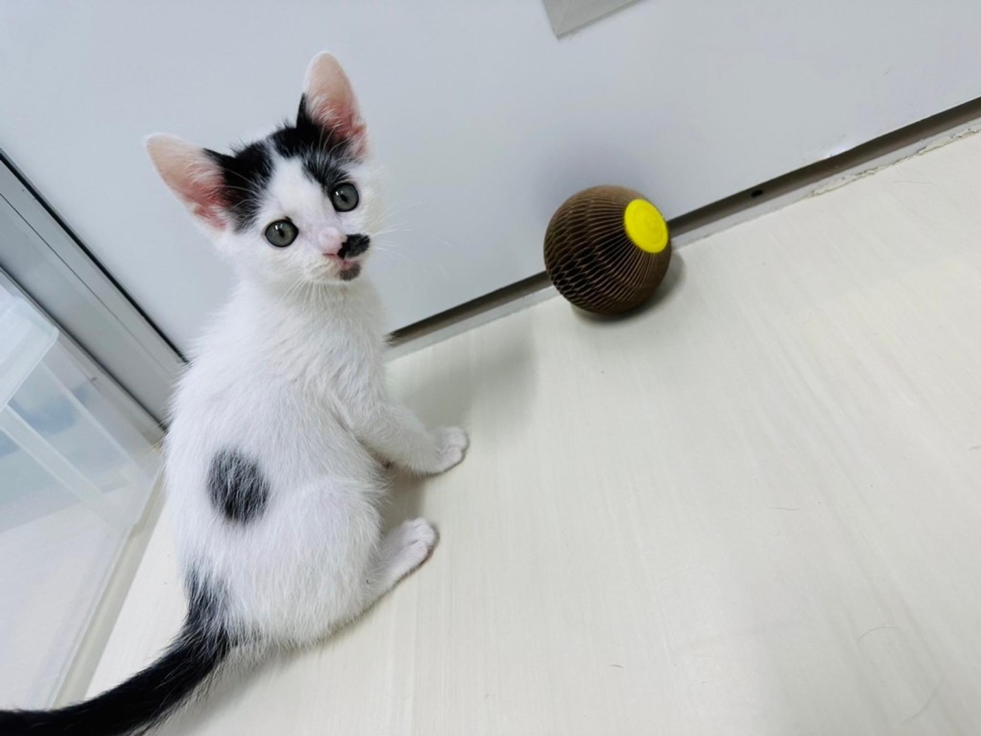pet-image-2