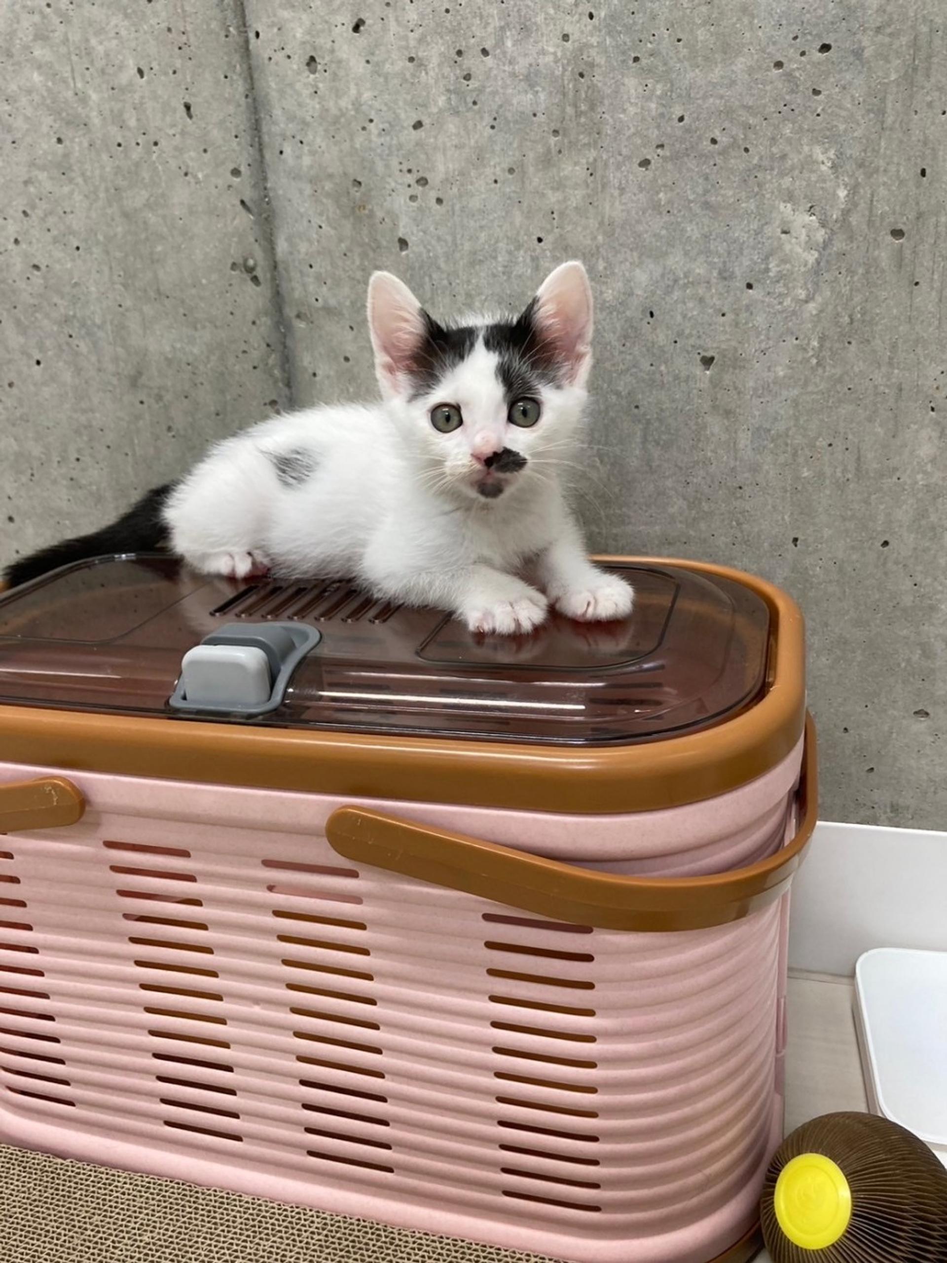 pet-image-4