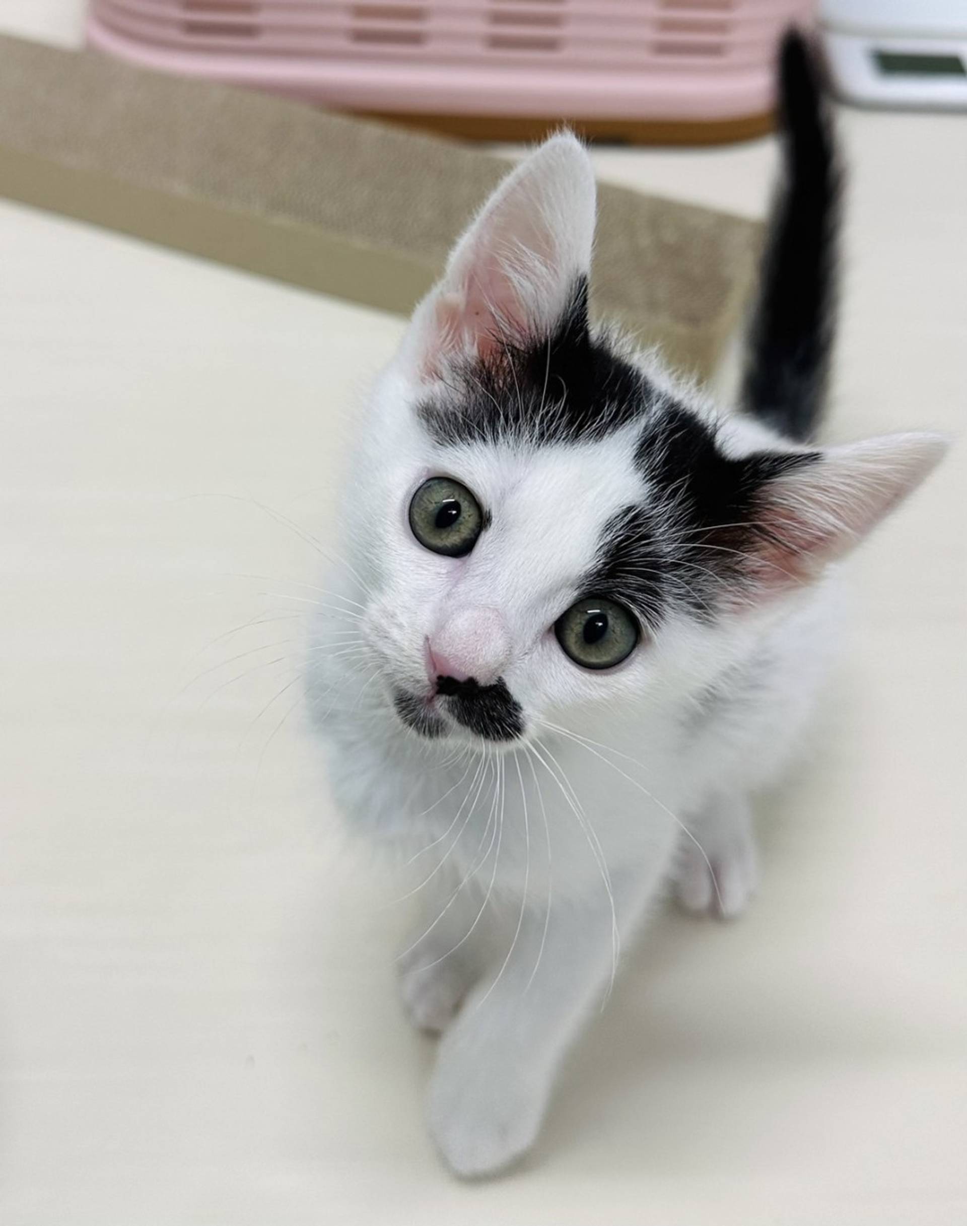 雑種（ミックス猫）・オスの里親募集の写真