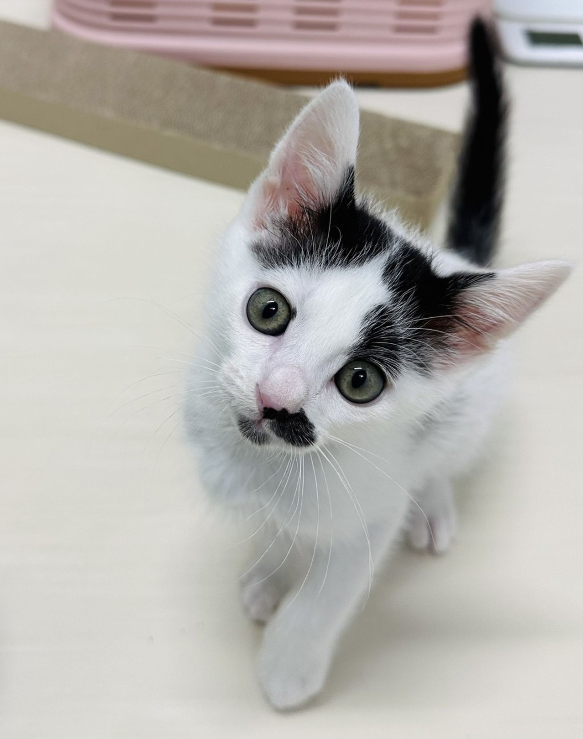 雑種（ミックス猫）・オスの里親募集の写真