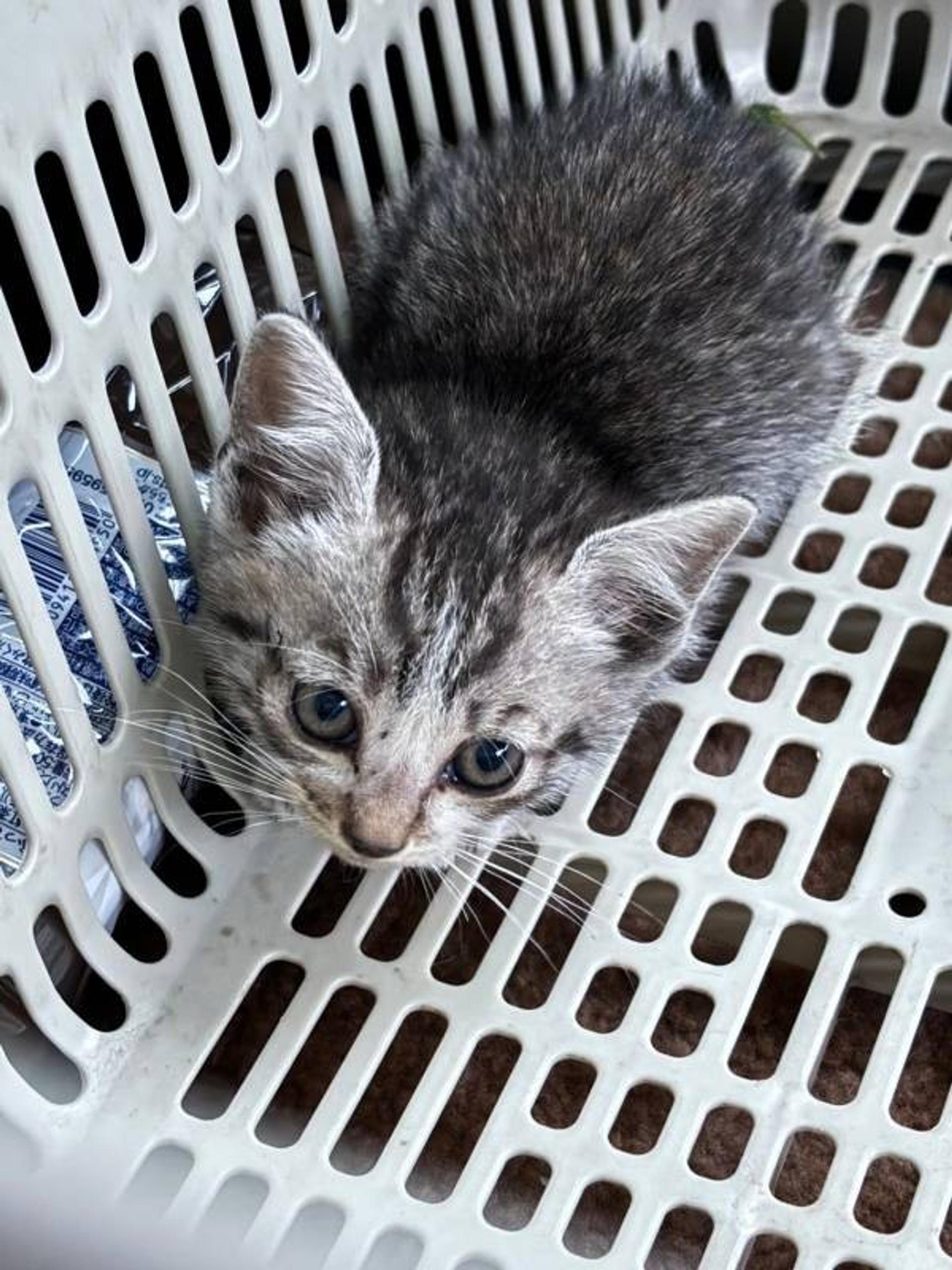pet-image-9