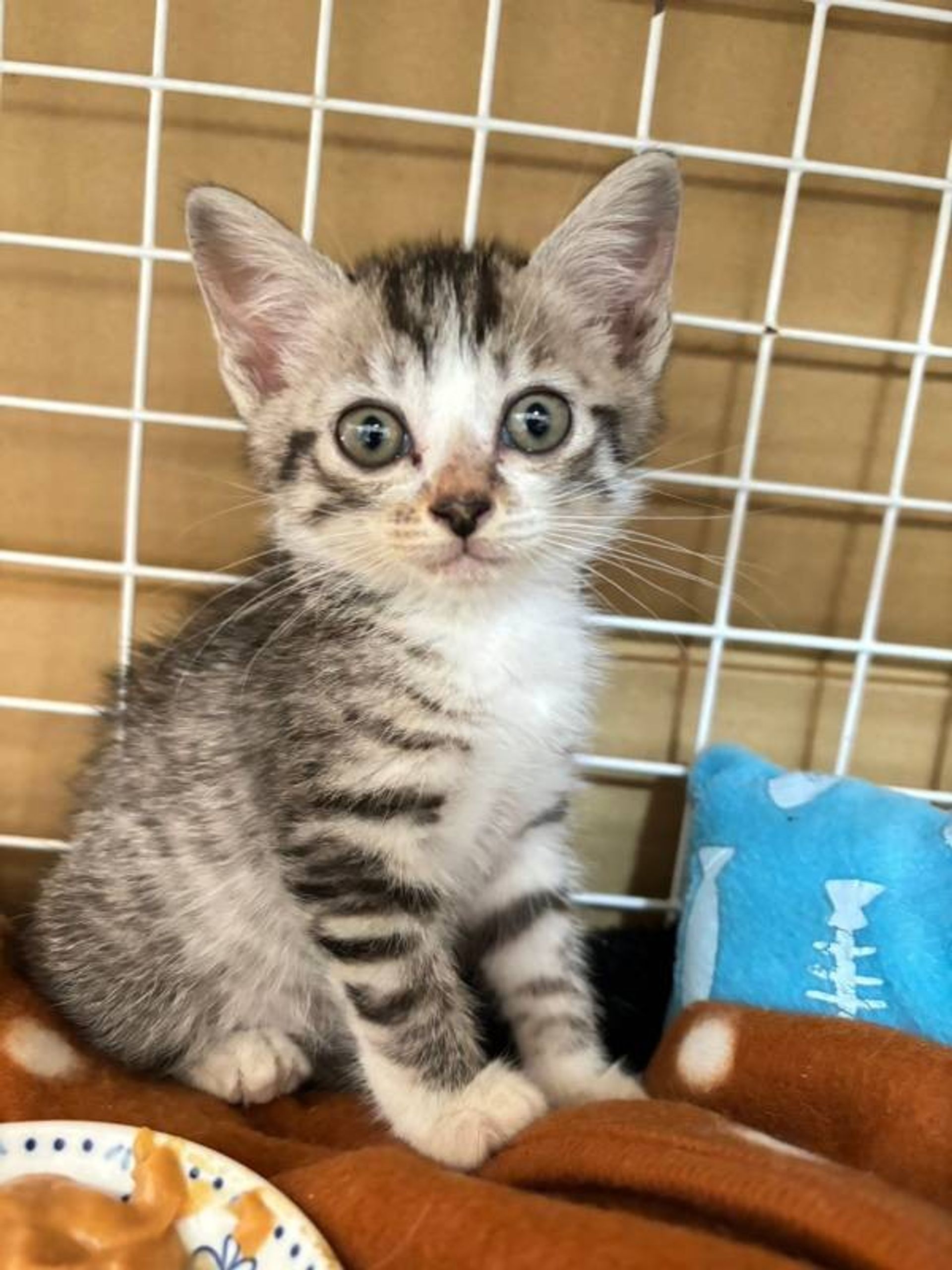 雑種（ミックス猫）・メスの里親募集の写真